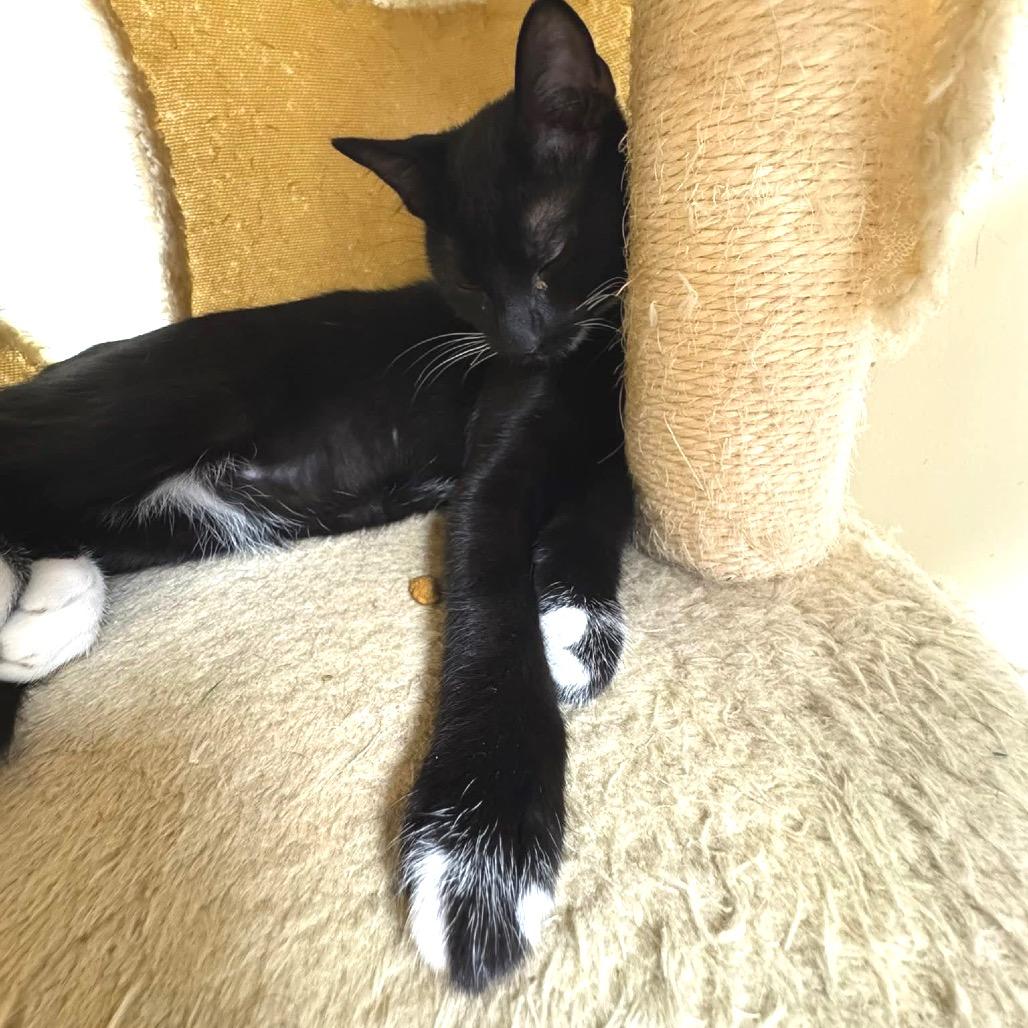 Enlarge Candyman, a Adoptable Domestic Short Hair in Huntsville, AL image 1/5