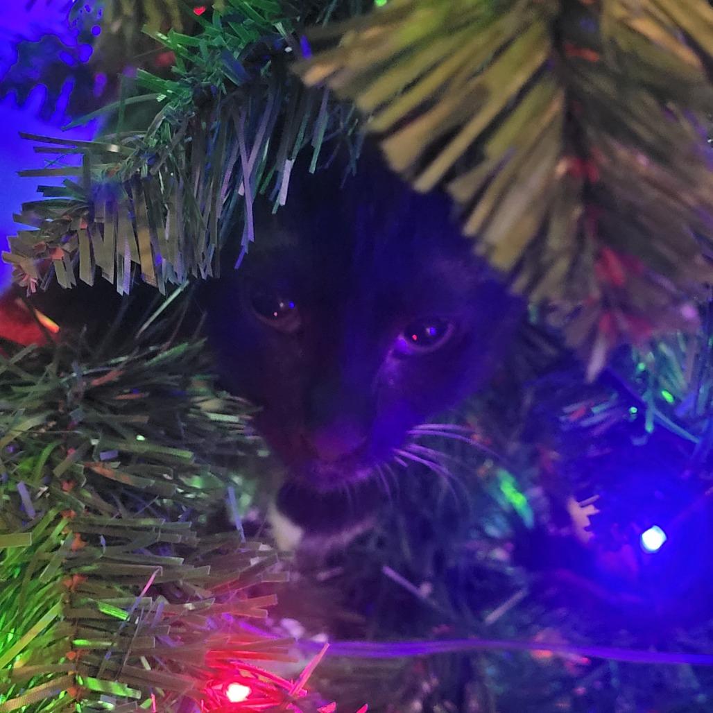 Enlarge Candyman, a Adoptable Domestic Short Hair in Huntsville, AL image 2/6