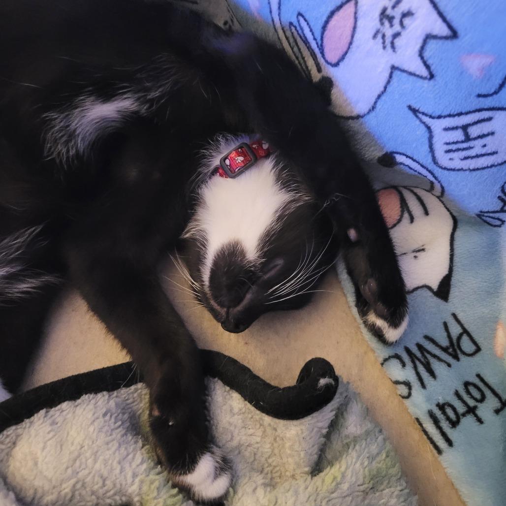 Enlarge Candyman, a Adoptable Domestic Short Hair in Huntsville, AL image 3/6