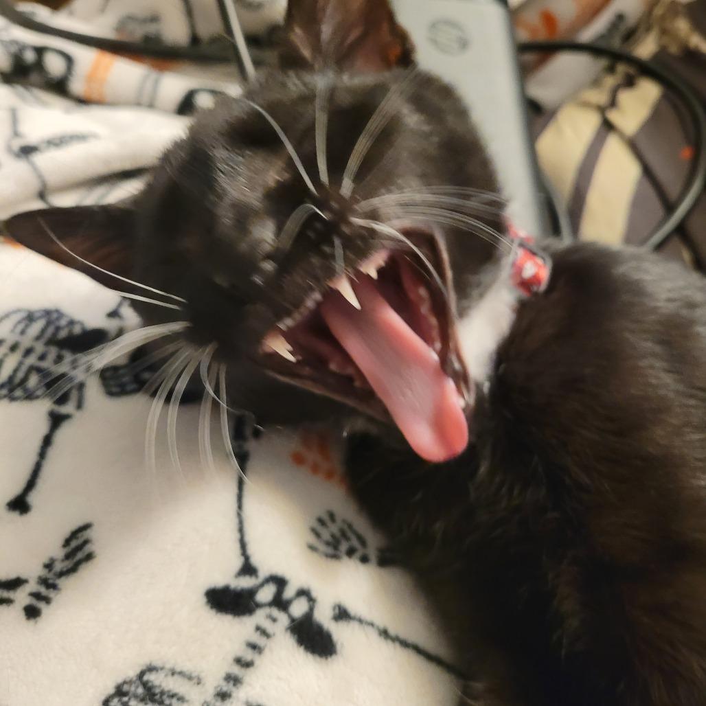 Enlarge Candyman, a Adoptable Domestic Short Hair in Huntsville, AL image 4/6