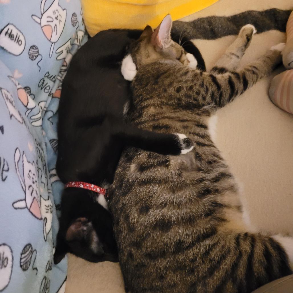 Enlarge Candyman, a Adoptable Domestic Short Hair in Huntsville, AL image 5/6