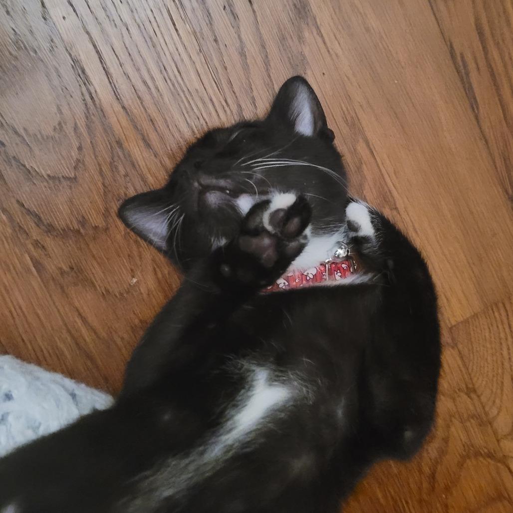 Enlarge Candyman, a Adoptable Domestic Short Hair in Huntsville, AL image 6/6