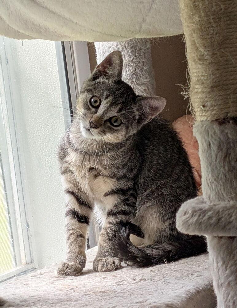 Hughie, Adoptable, Young Male Domestic Short Hair.