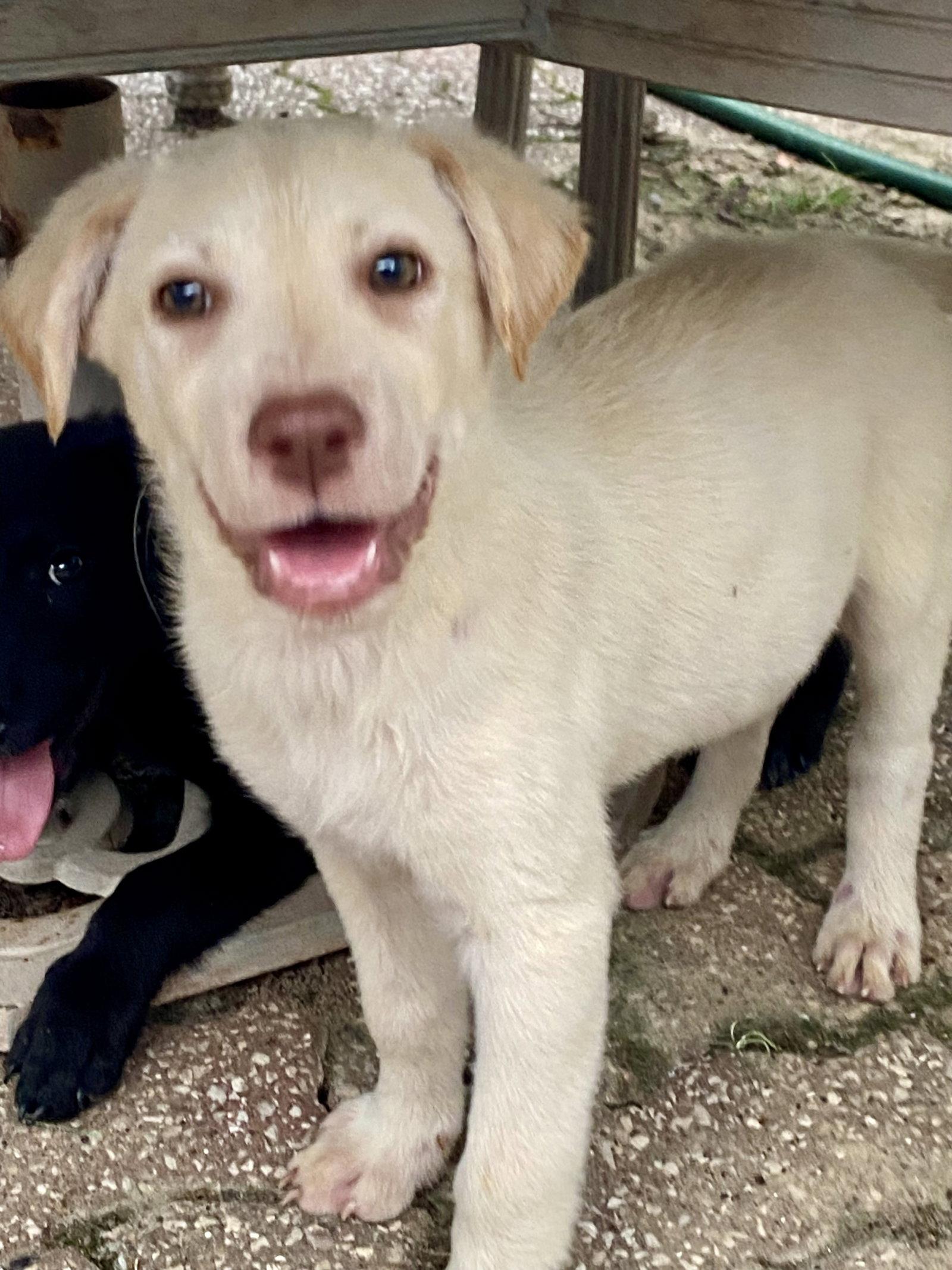 Sven, Adoptable, Puppy Male Labrador Retriever.