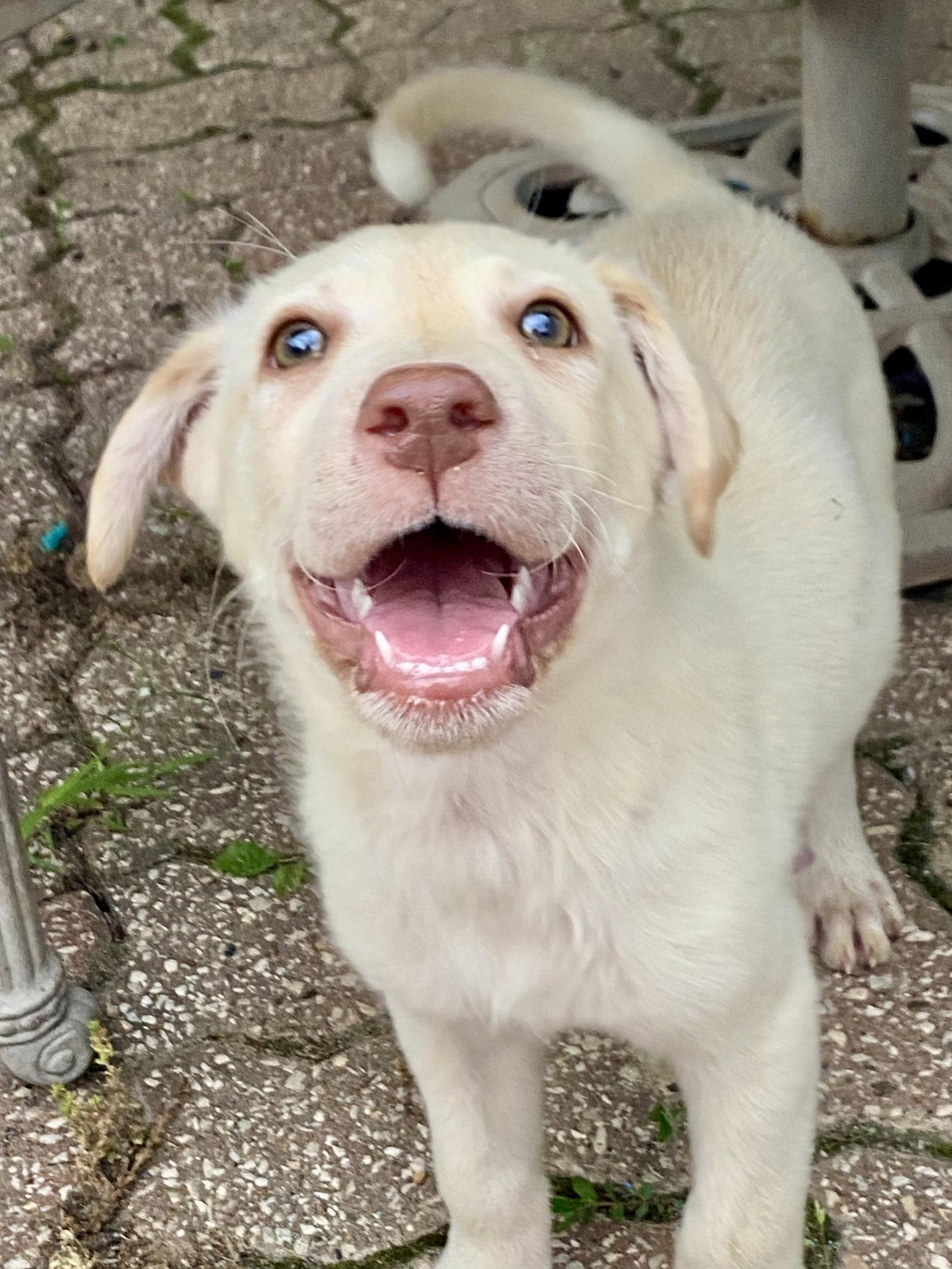 Sven, a Adoptable Labrador Retriever in Barnhart, MO image 2/3