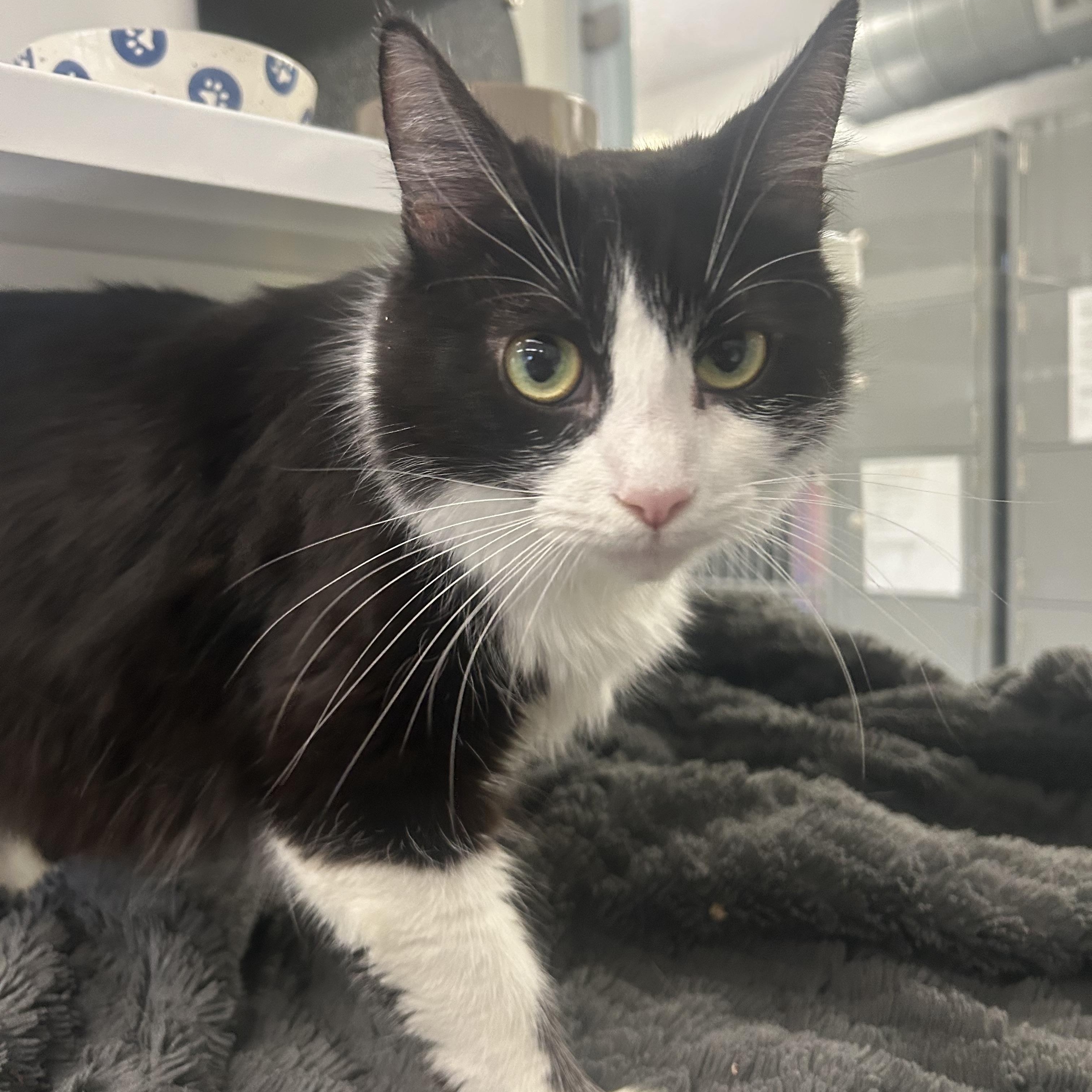 Oreo, adopted, Adult Female Domestic Long Hair.