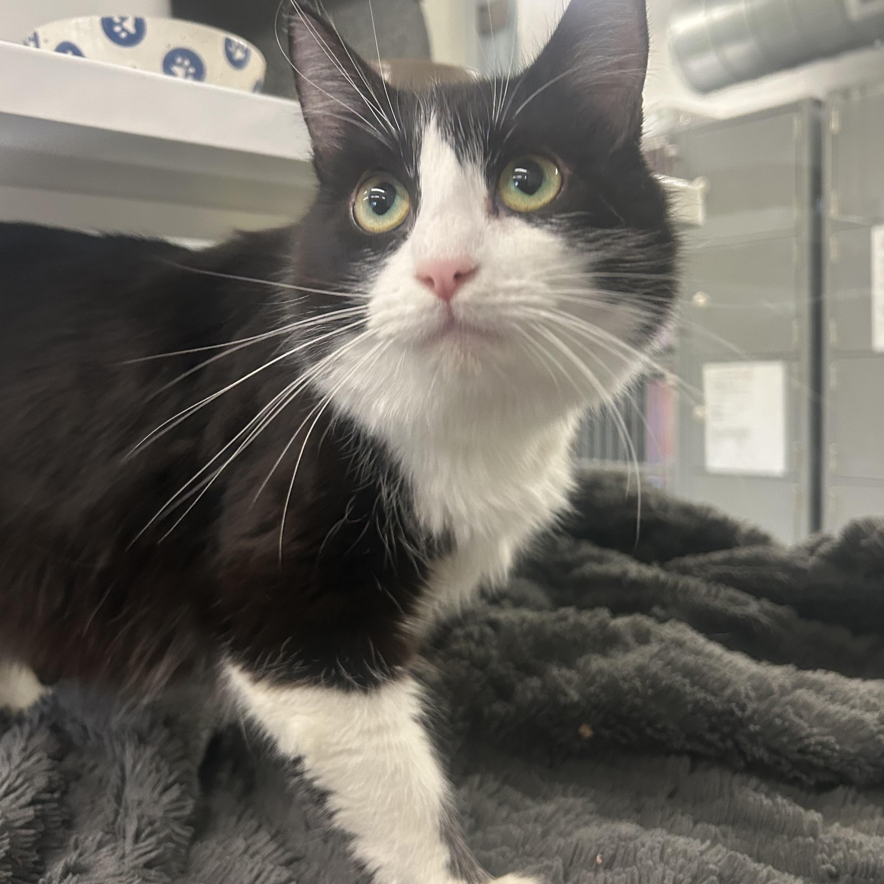 Enlarge Oreo, an adopted Domestic Long Hair in AQUEBOGUE, NY image 2/5