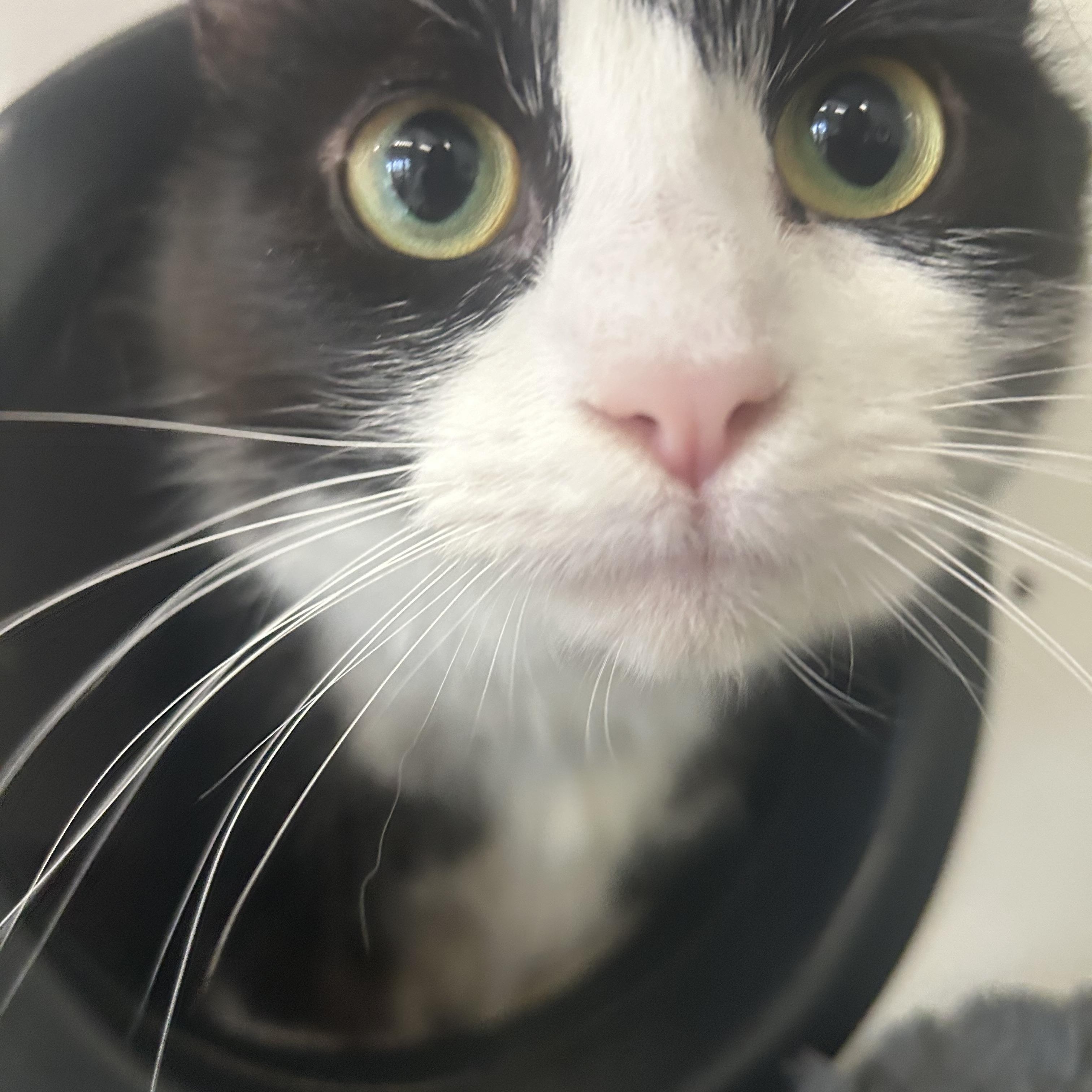 Enlarge Oreo, an adopted Domestic Long Hair in AQUEBOGUE, NY image 3/5