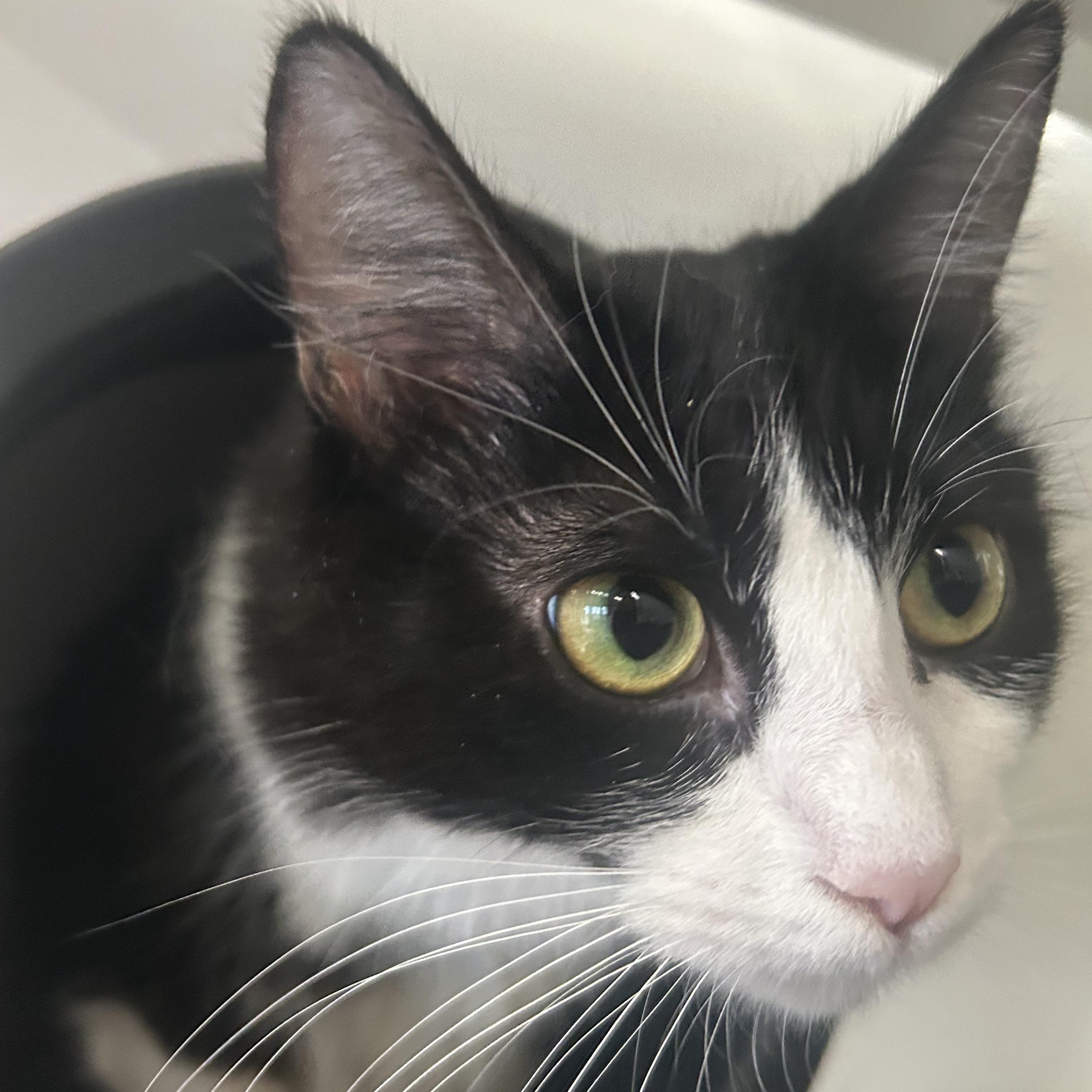 Enlarge Oreo, an adopted Domestic Long Hair in AQUEBOGUE, NY image 4/5