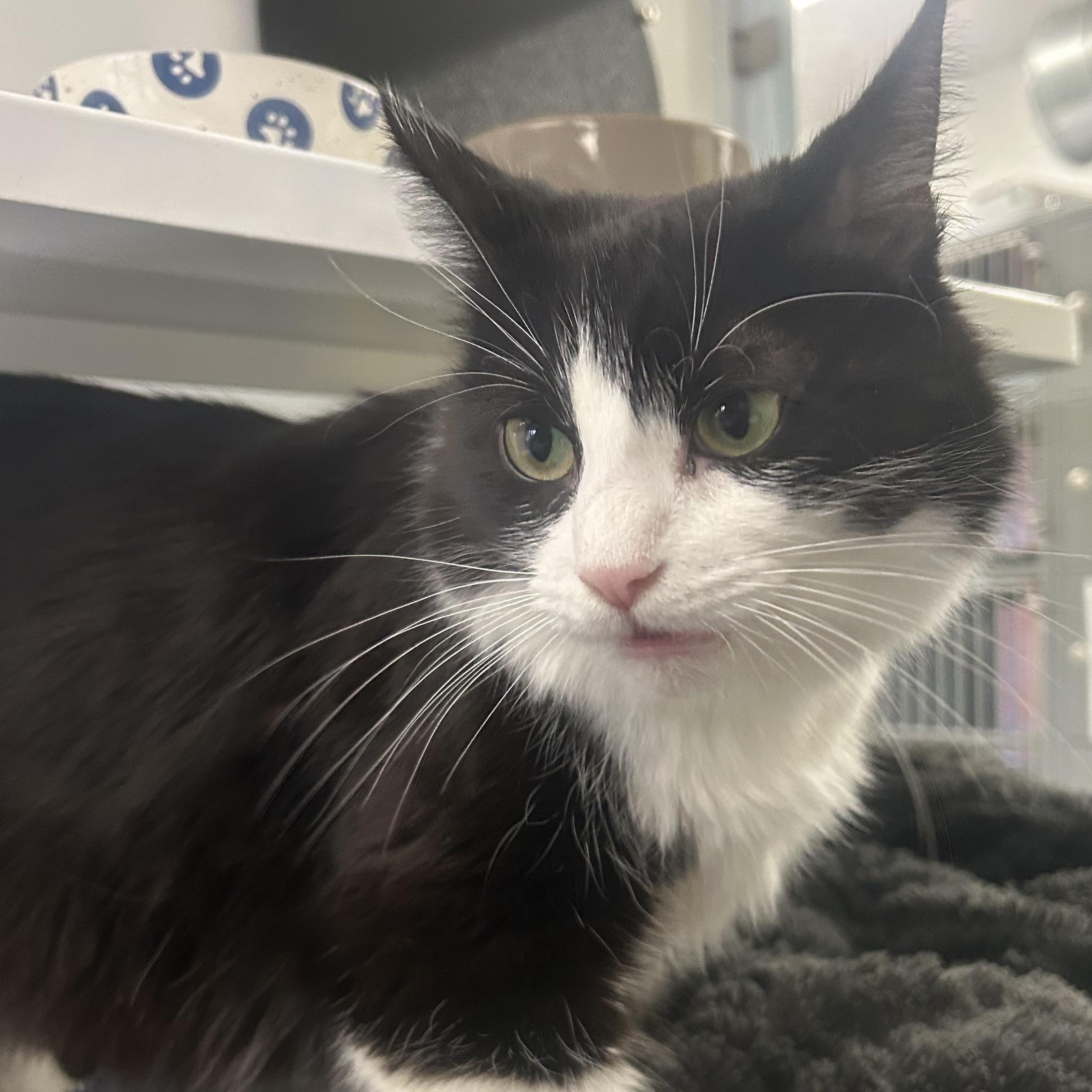 Enlarge Oreo, an adopted Domestic Long Hair in AQUEBOGUE, NY image 5/5