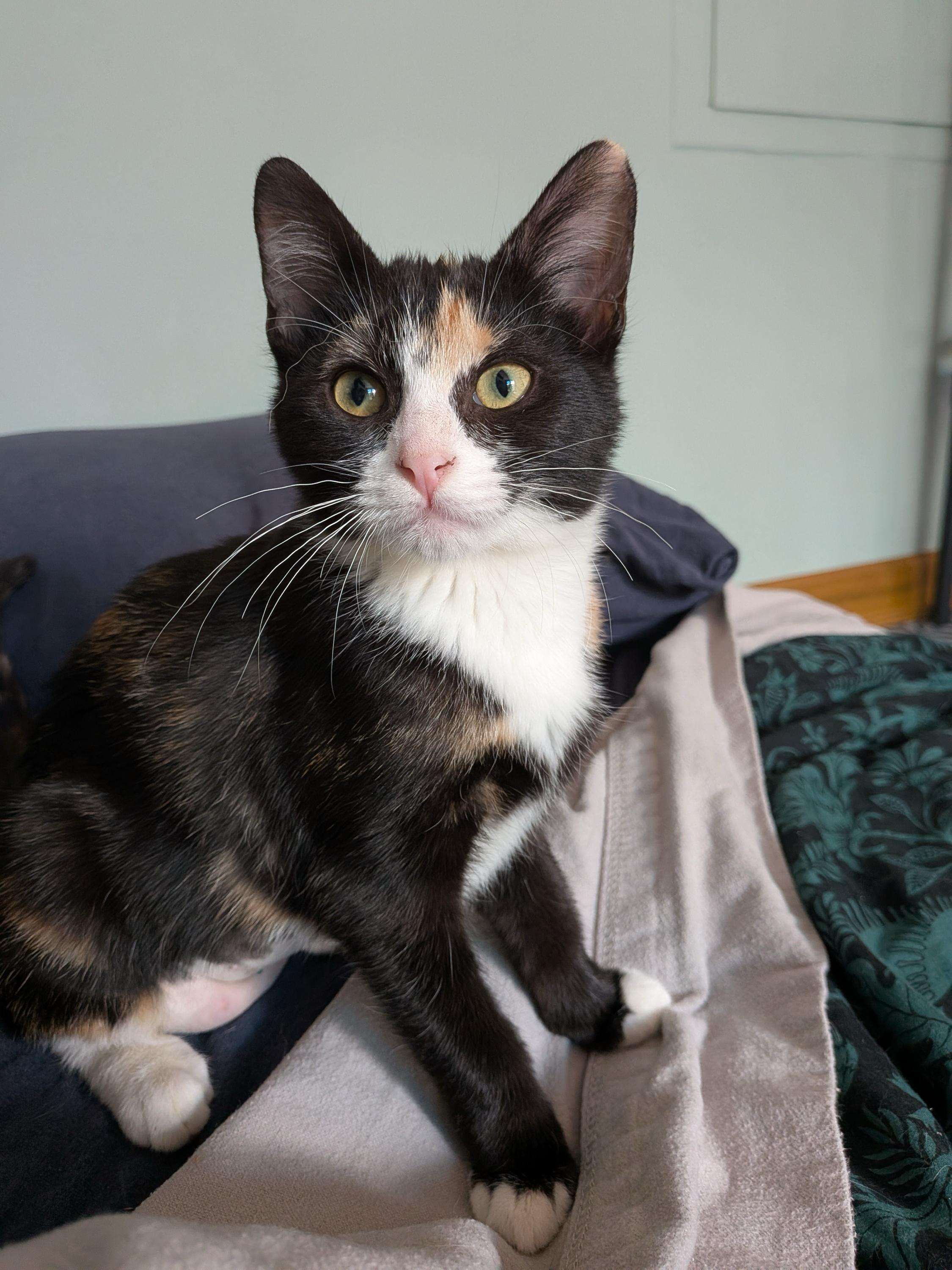 Jace and Elspeth, adopted, Kitten Male Domestic Short Hair.