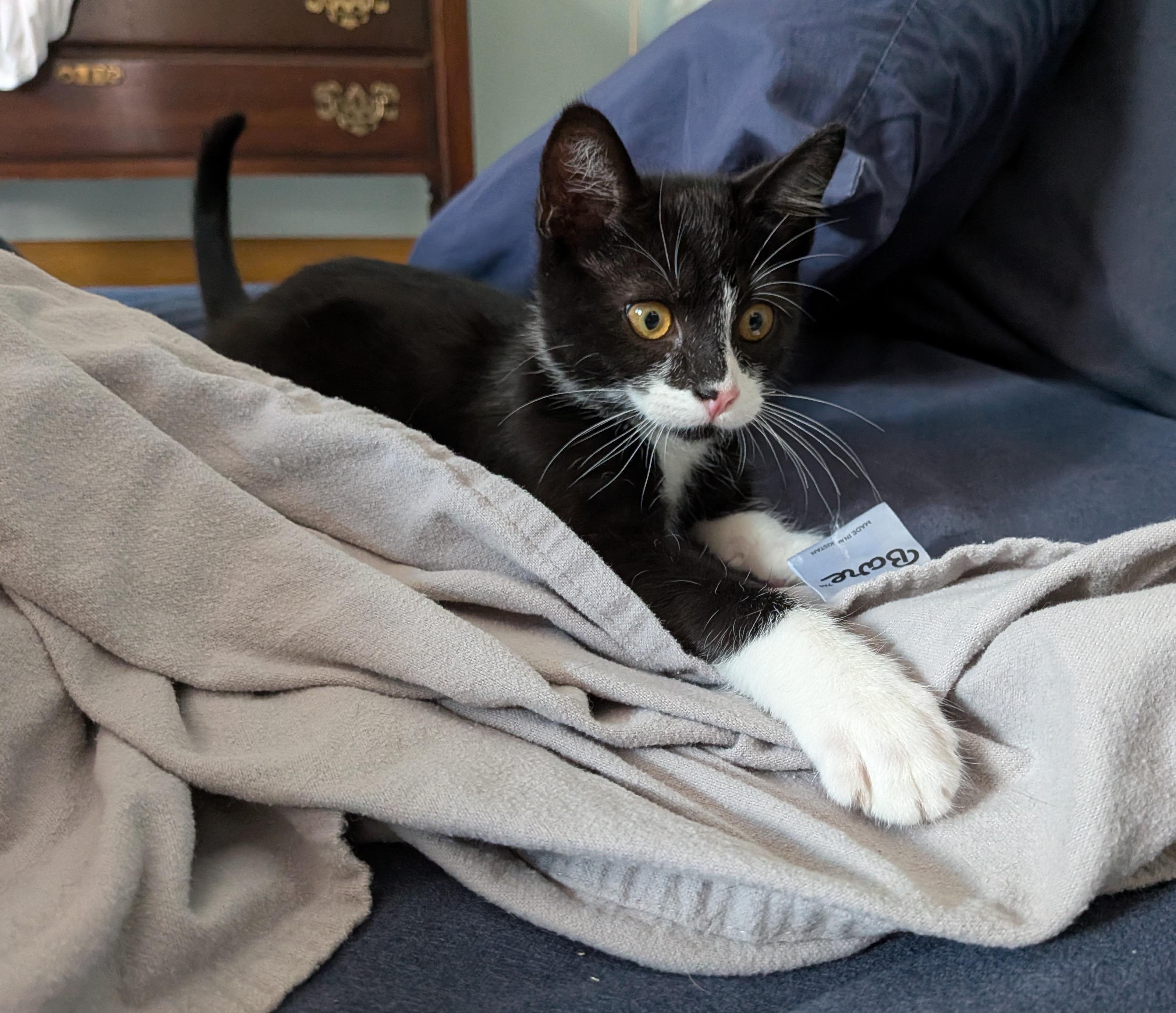 Enlarge Jace and Elspeth, an adopted Domestic Short Hair in Seattle, WA image 5/6