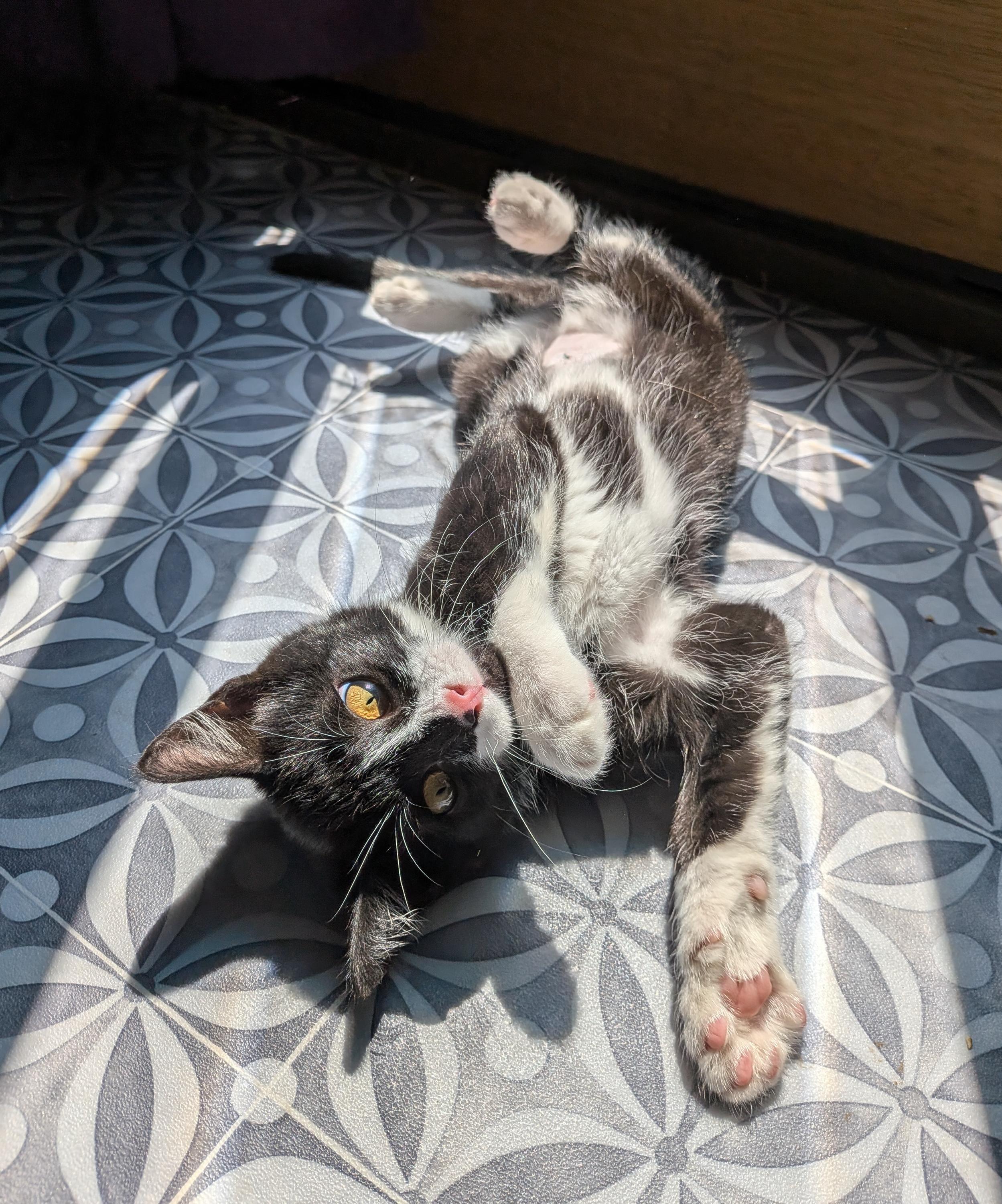 Enlarge Jace and Elspeth, an adopted Domestic Short Hair in Seattle, WA image 3/6