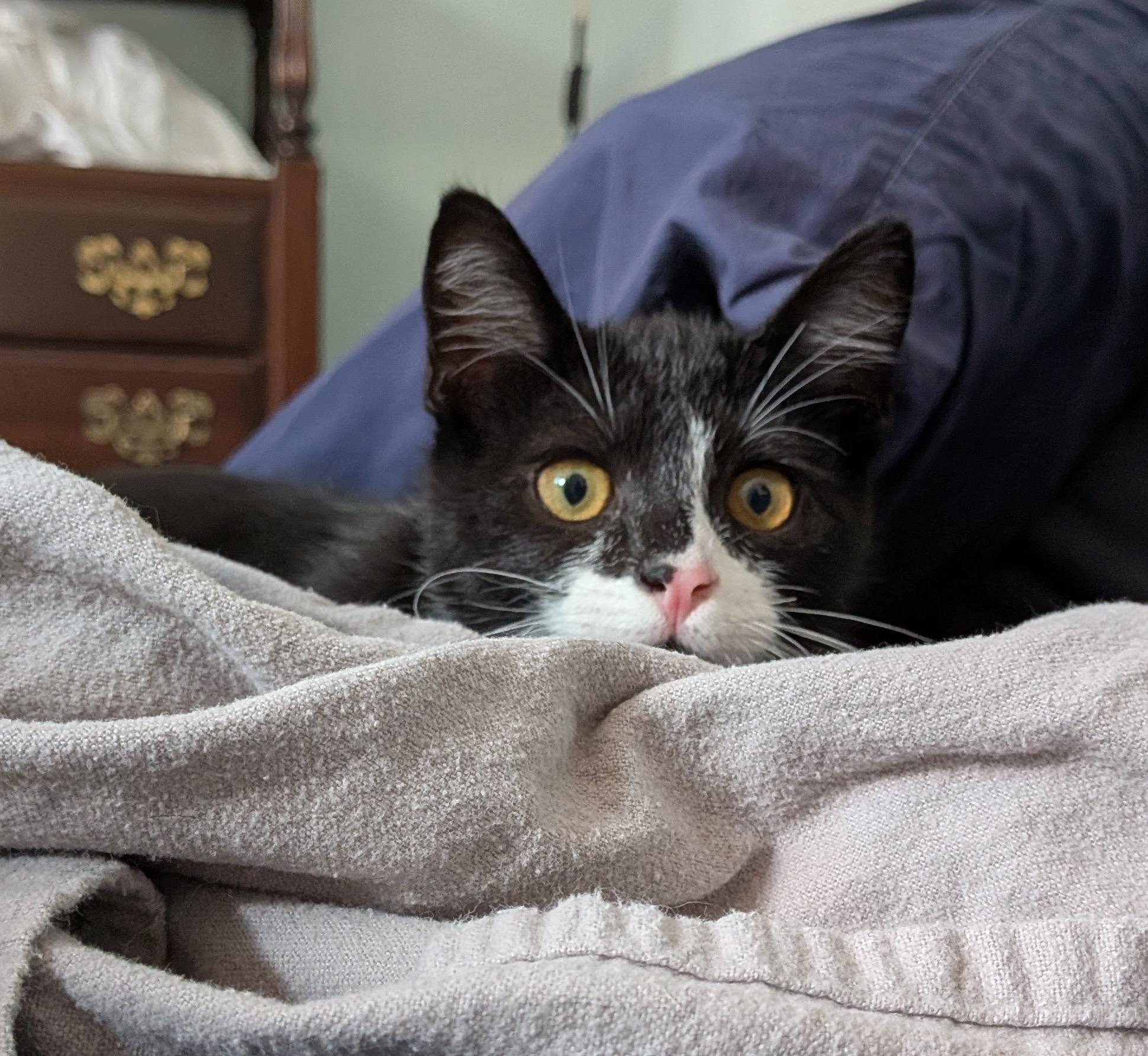 Enlarge Jace and Elspeth, an adopted Domestic Short Hair in Seattle, WA image 4/6