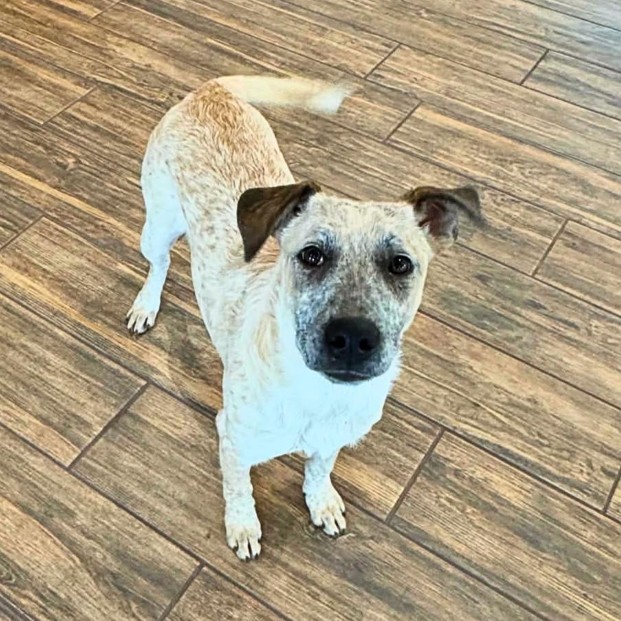 Bandit, ADOPTABLE, Puppy Male Australian Cattle Dog / Blue Heeler & Terrier.