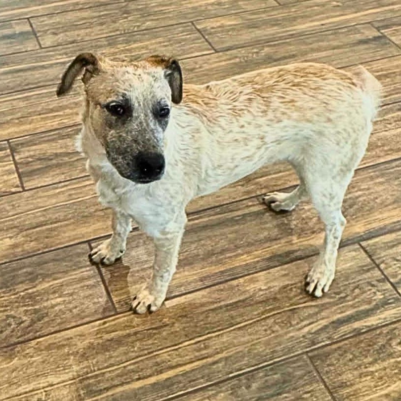 Enlarge Bandit, a ADOPTABLE mixed breed in Chatham, NJ image 2/3