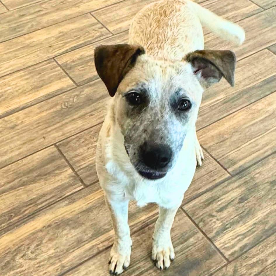 Enlarge Bandit, a ADOPTABLE mixed breed in Chatham, NJ image 3/3