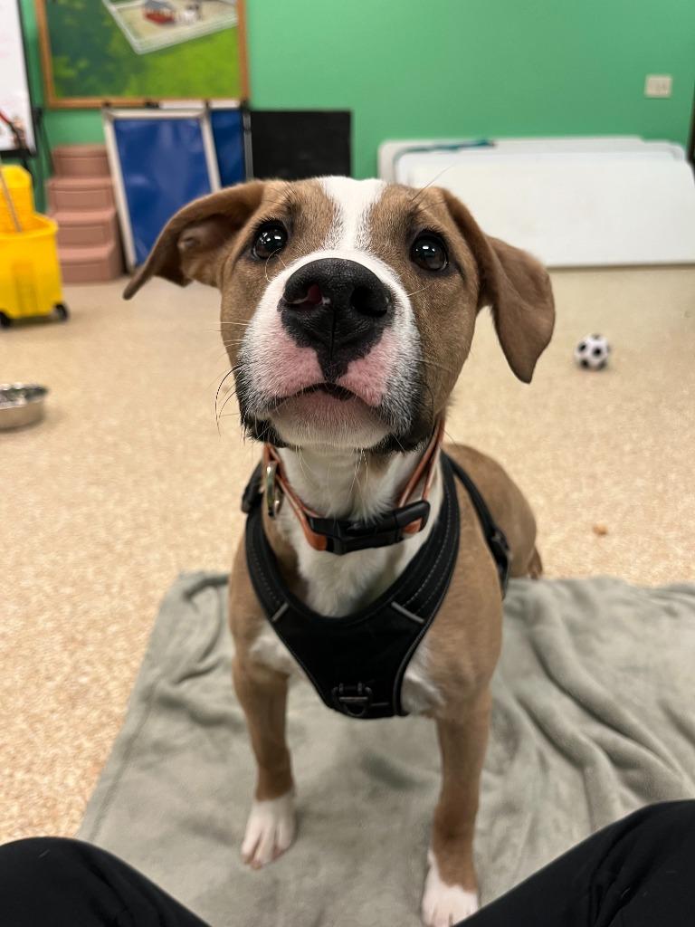 Enlarge Colby, a Adoptable Mixed Breed in Utica, MI image 2/2