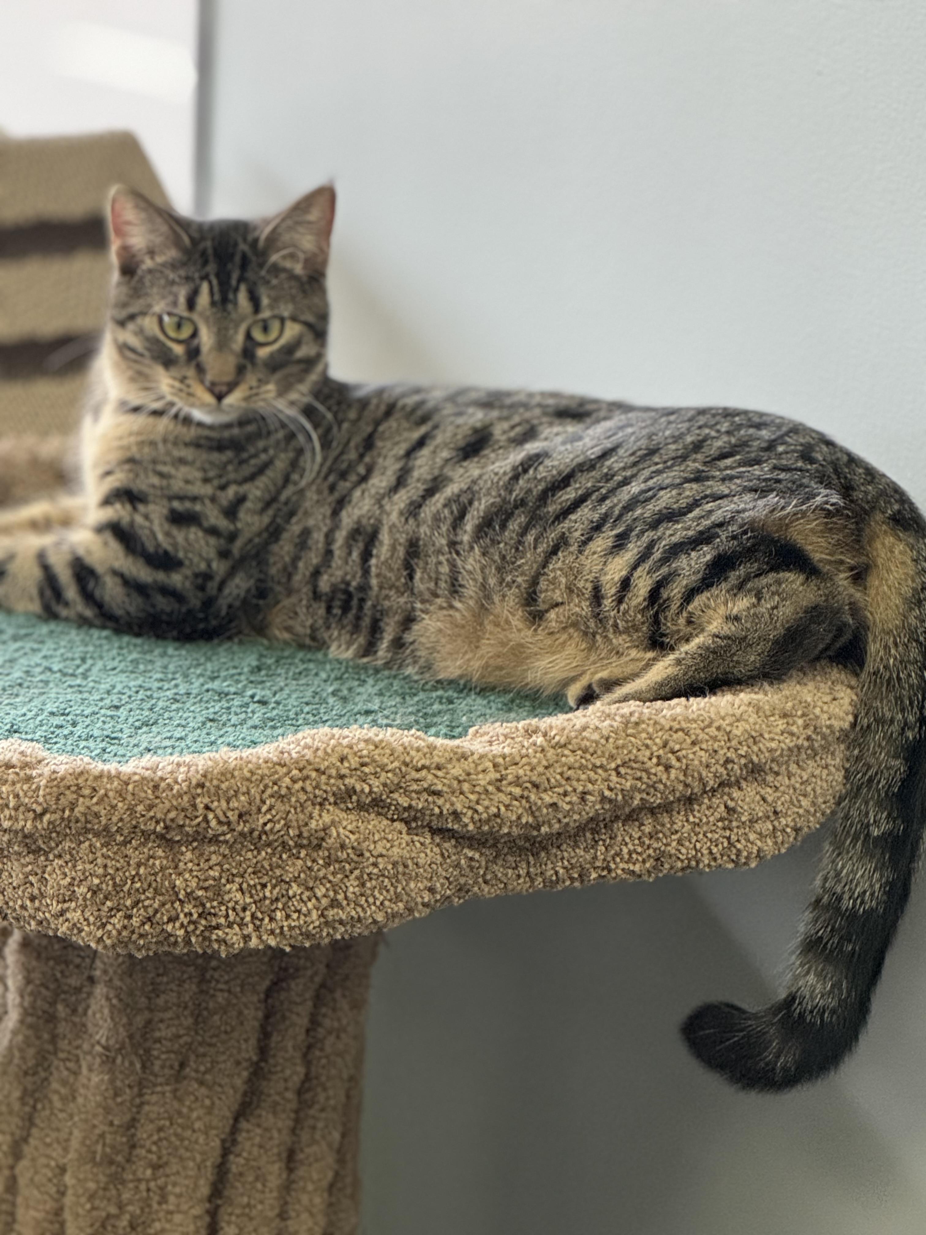 Enlarge Mac, a ADOPTABLE Domestic Short Hair in Blaine , MN image 6/6