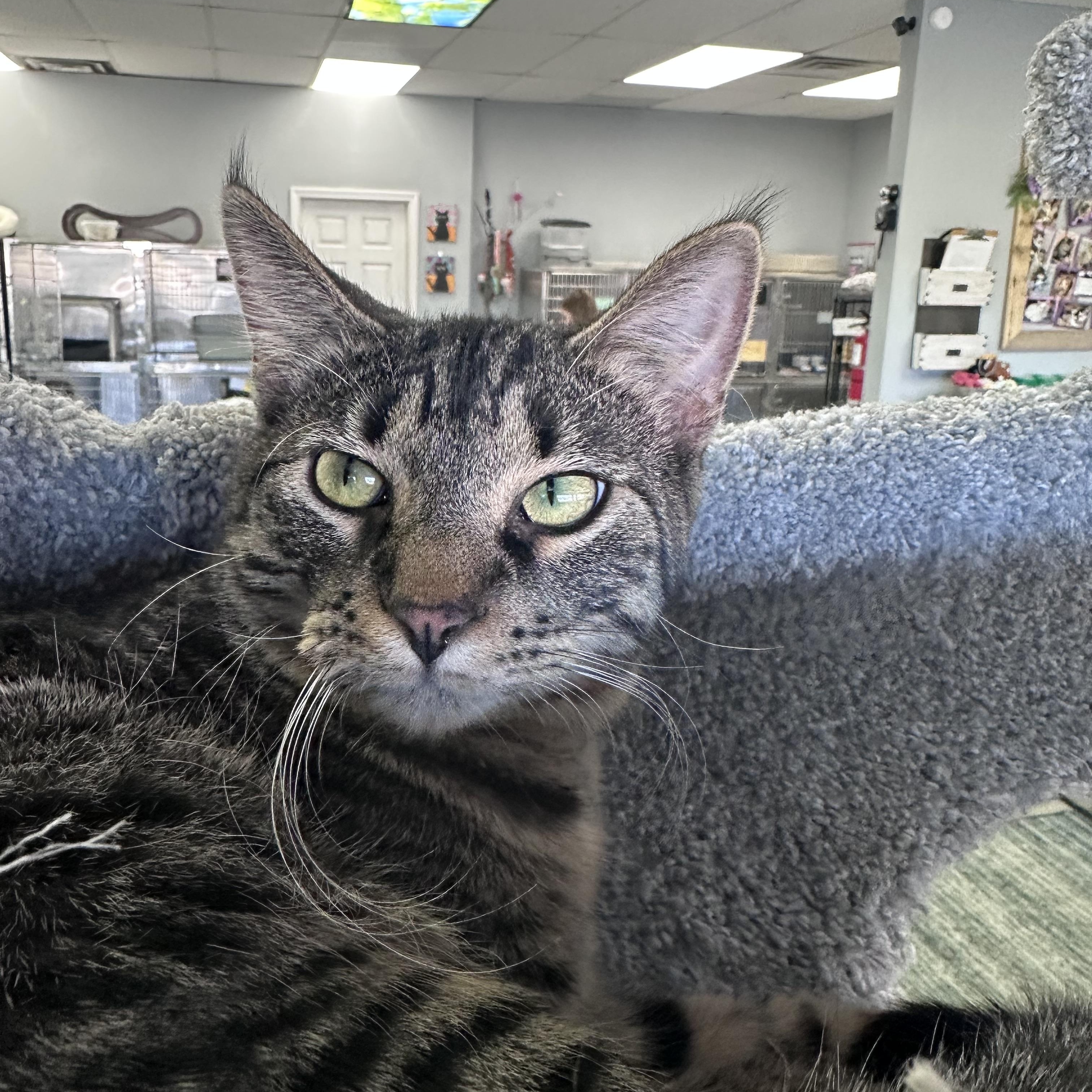 Enlarge Mac, a ADOPTABLE Domestic Short Hair in Blaine , MN image 4/6
