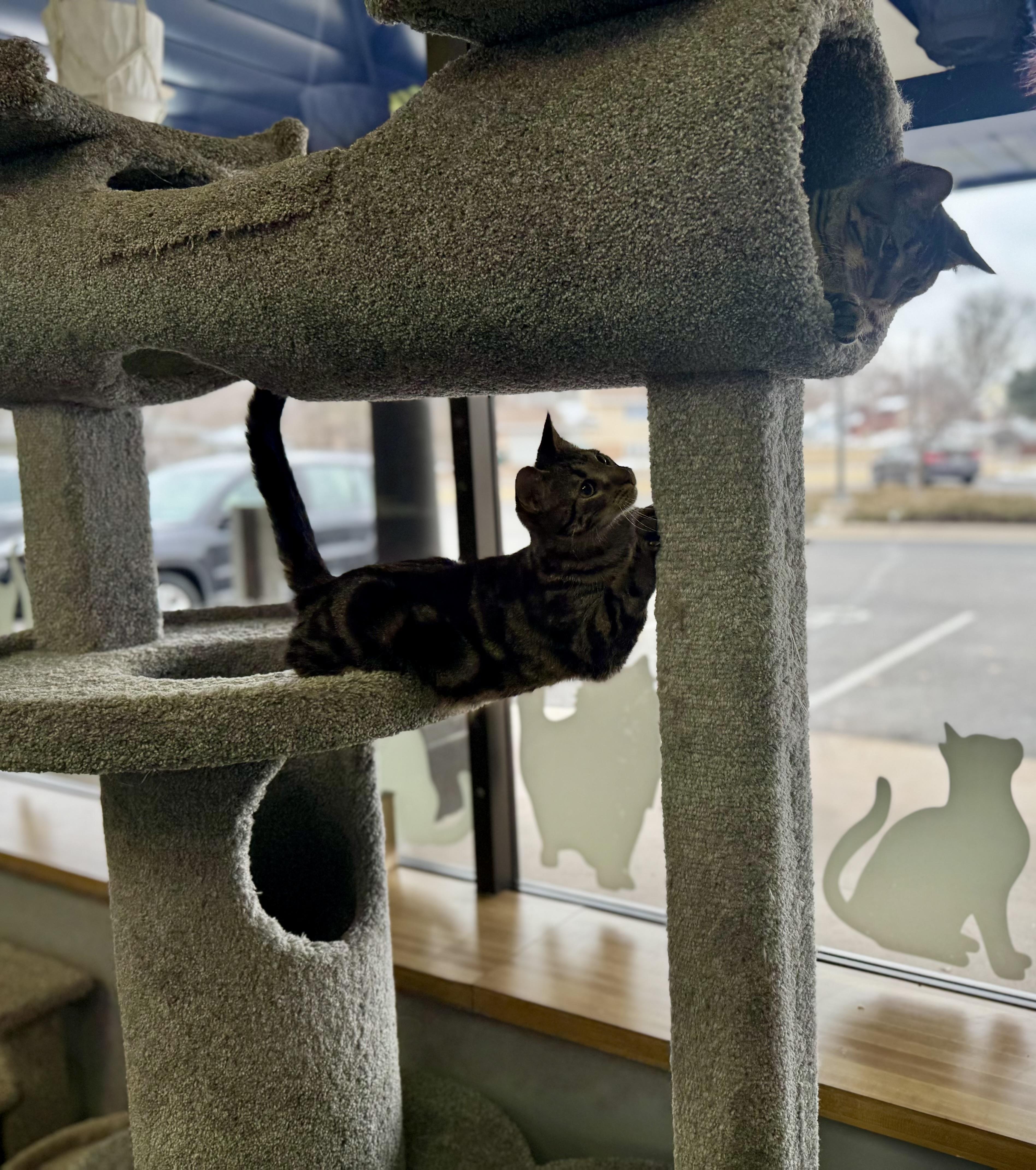 Enlarge Mac, a ADOPTABLE Domestic Short Hair in Blaine , MN image 5/6