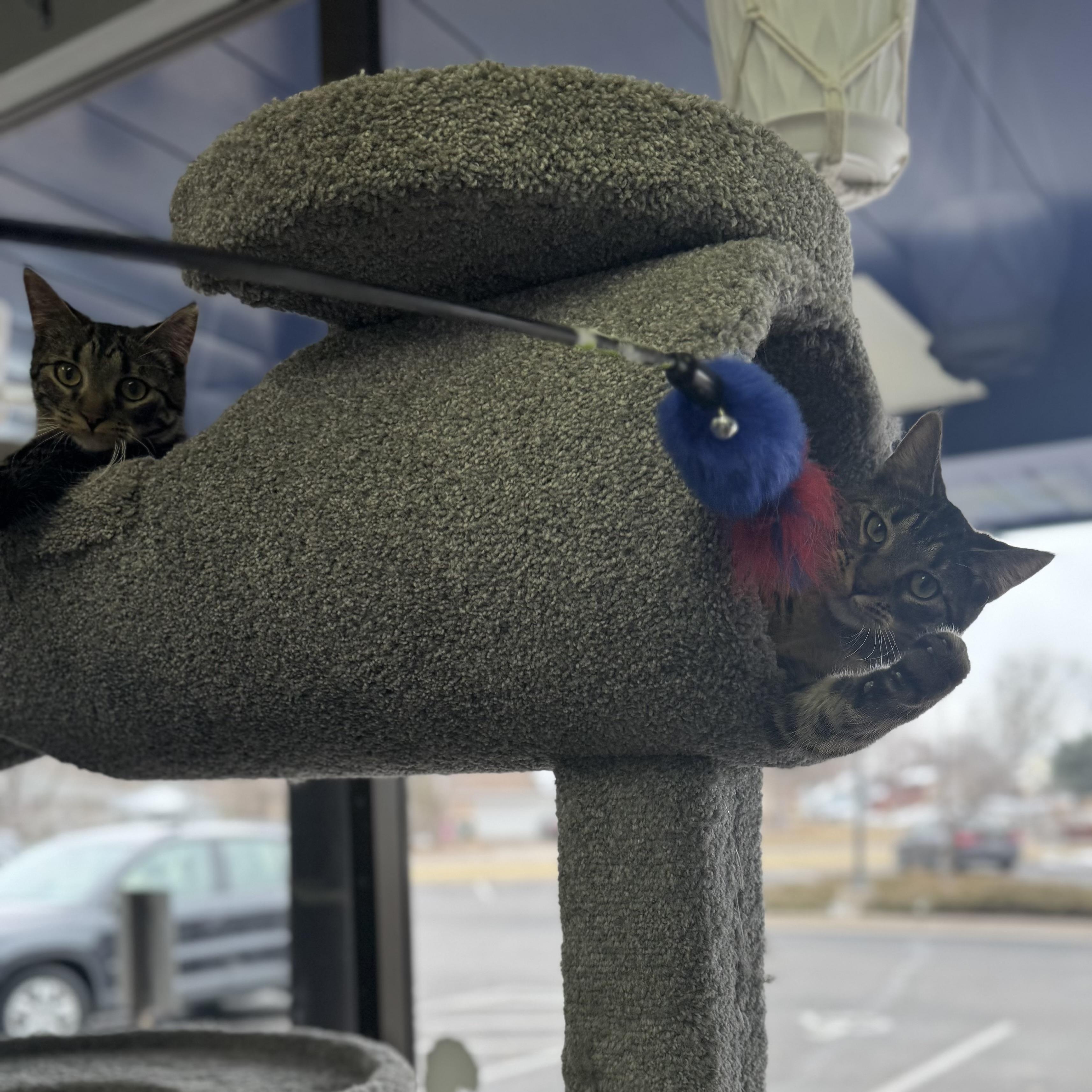 Enlarge Mac, a ADOPTABLE Domestic Short Hair in Blaine , MN image 3/6