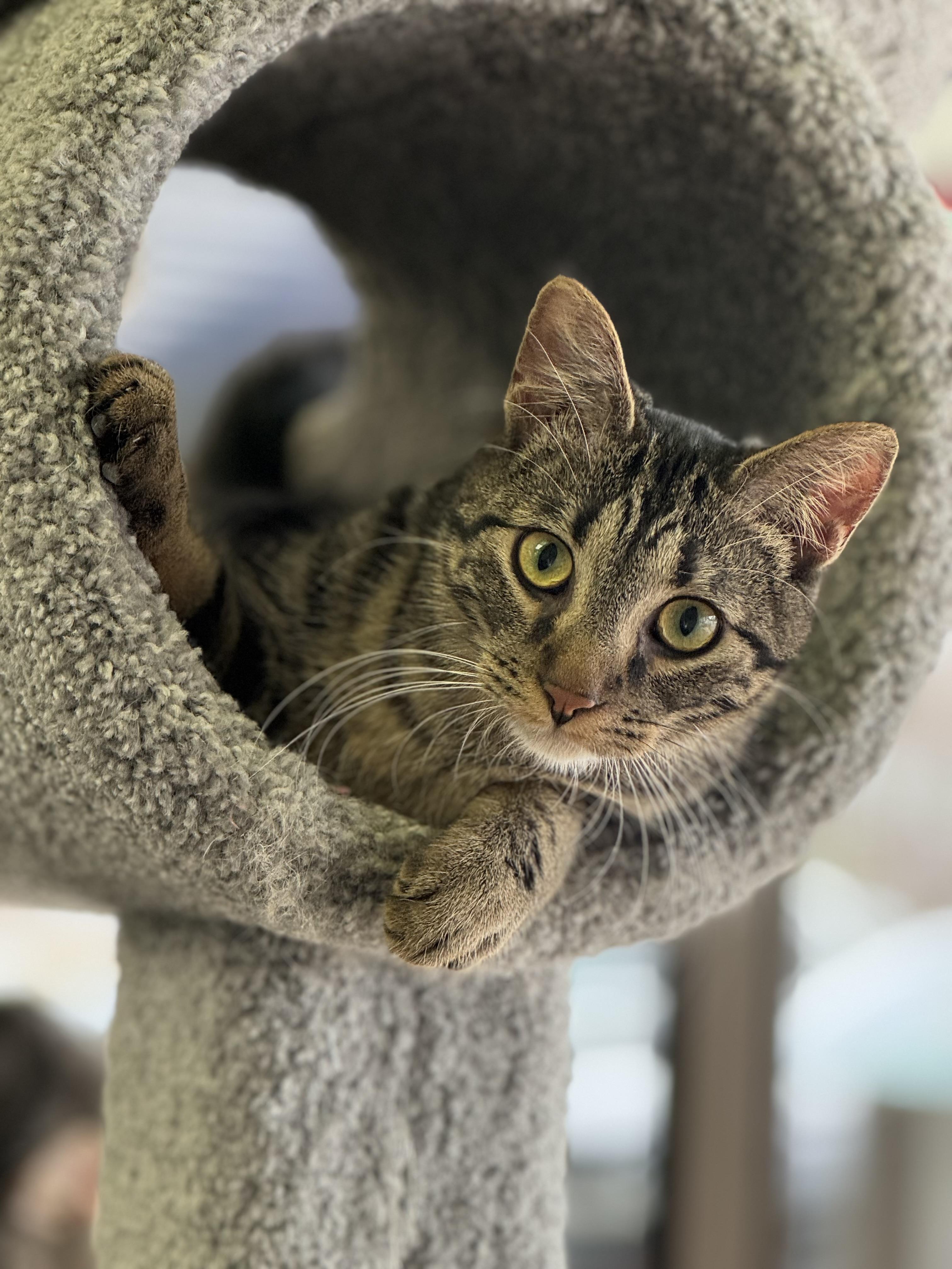 Enlarge Mac, a ADOPTABLE Domestic Short Hair in Blaine , MN image 1/6