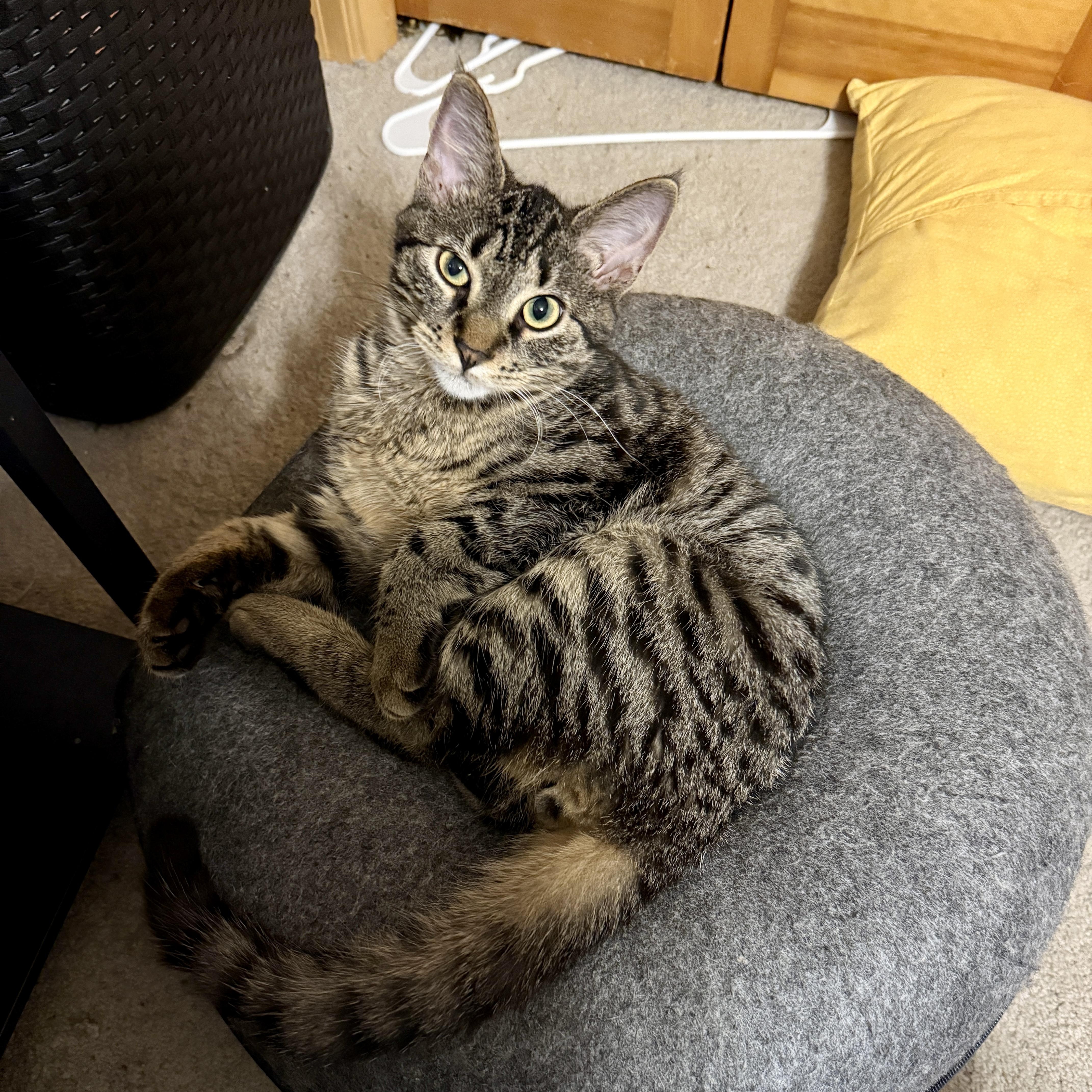 Enlarge Mac, a ADOPTABLE Domestic Short Hair in Blaine , MN image 2/6