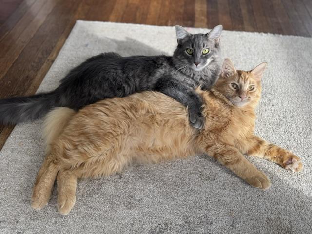Darrow & Blue, adopted, Young Male Domestic Long Hair.