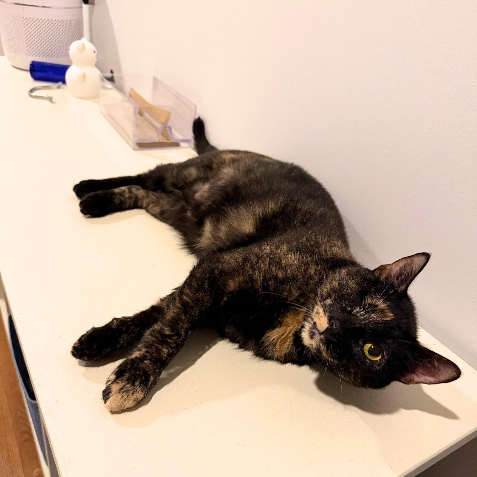 Enlarge A girl called Birken, a Adopted Domestic Short Hair in Brooklyn, NY image 1/3