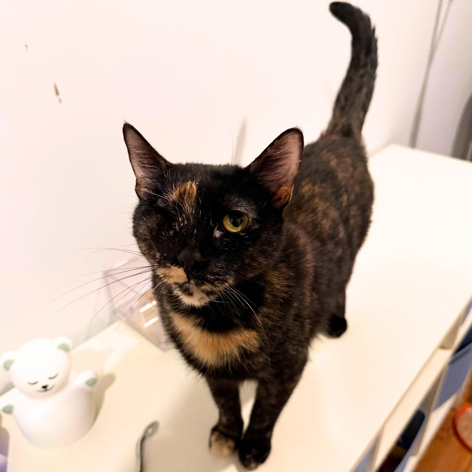 Enlarge A girl called Birken, a Adopted Domestic Short Hair in Brooklyn, NY image 2/3