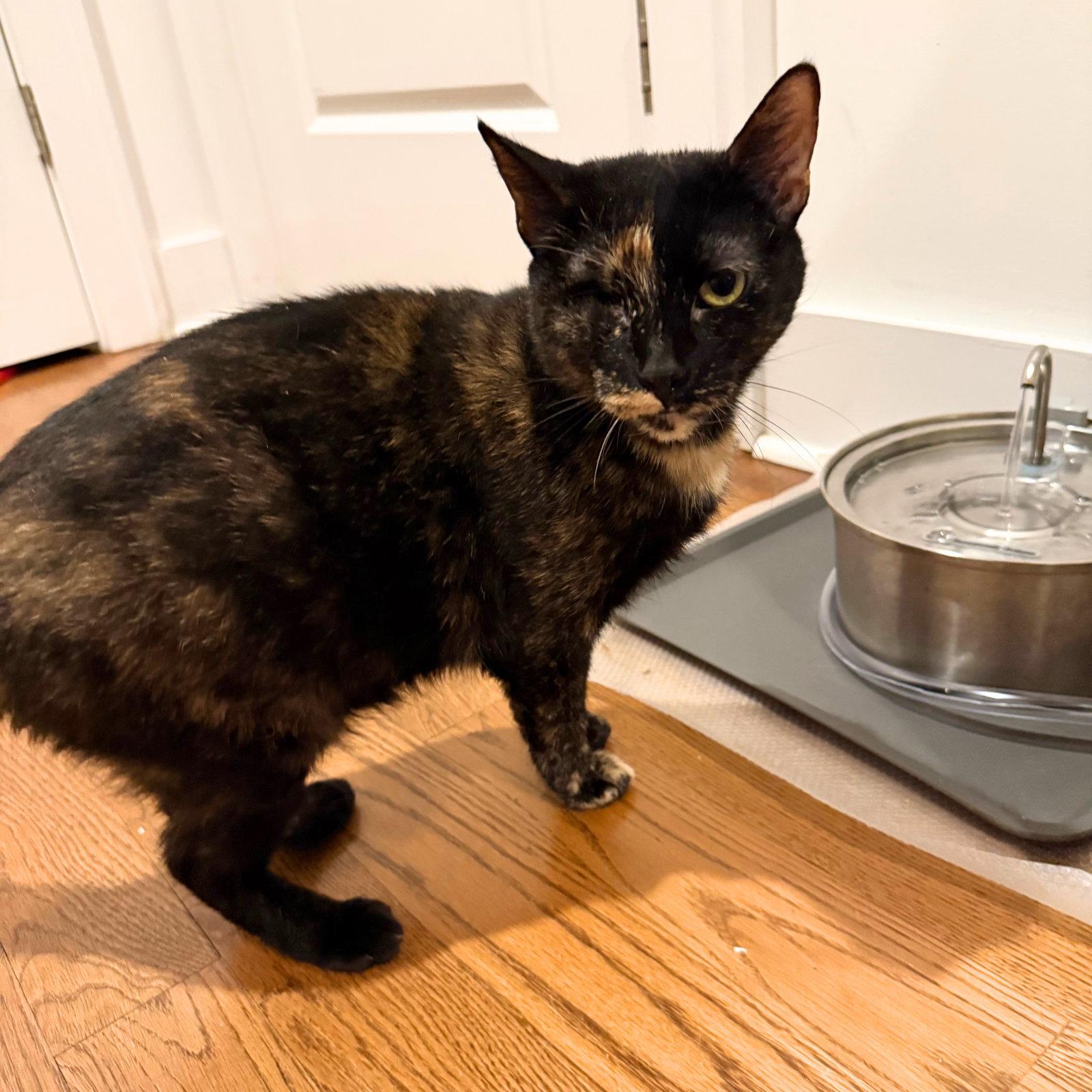 Enlarge A girl called Birken, a Adopted Domestic Short Hair in Brooklyn, NY image 3/3