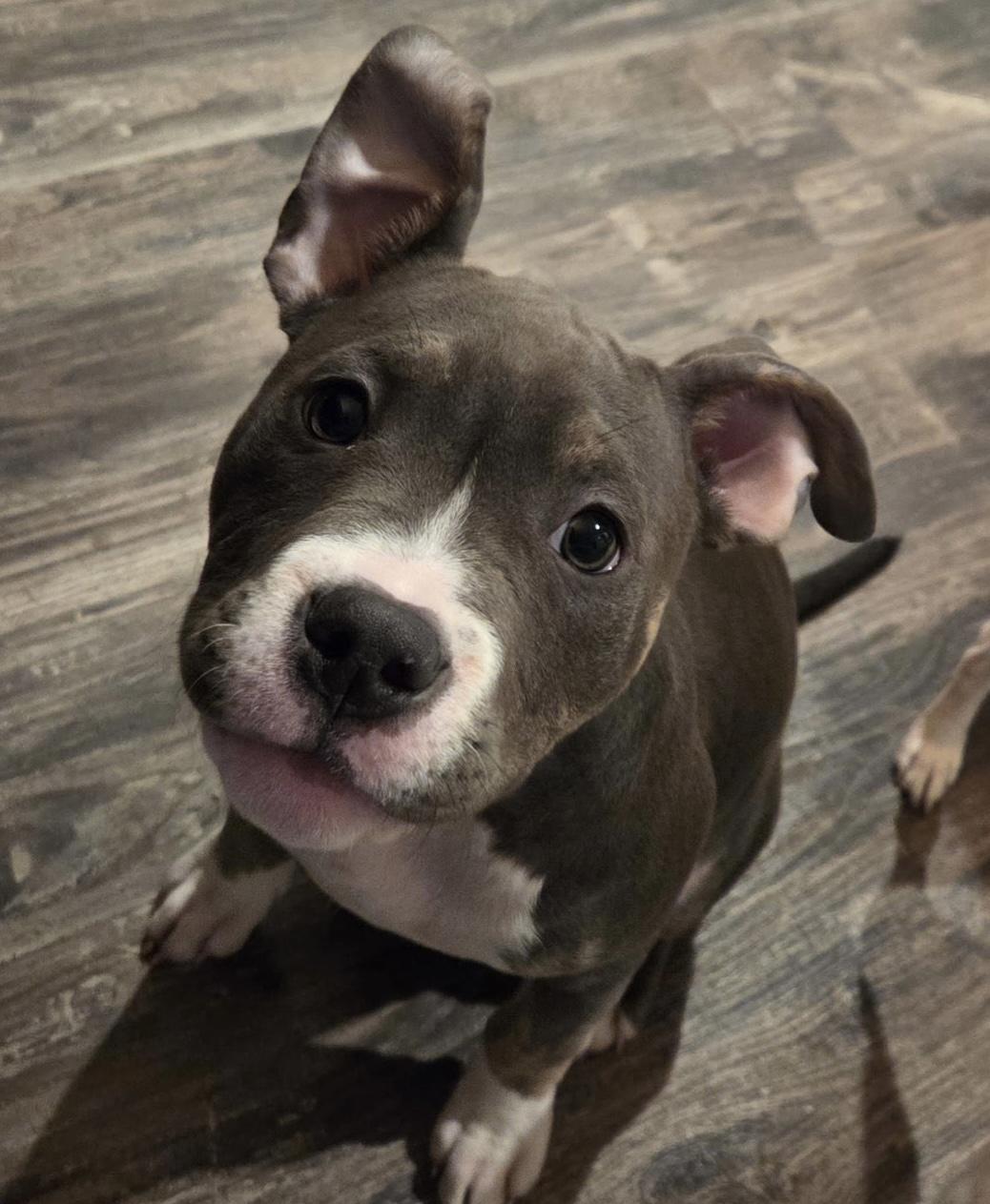 Enlarge KoKo, a ADOPTABLE mixed breed in Sugar Grove, IL image 1/2