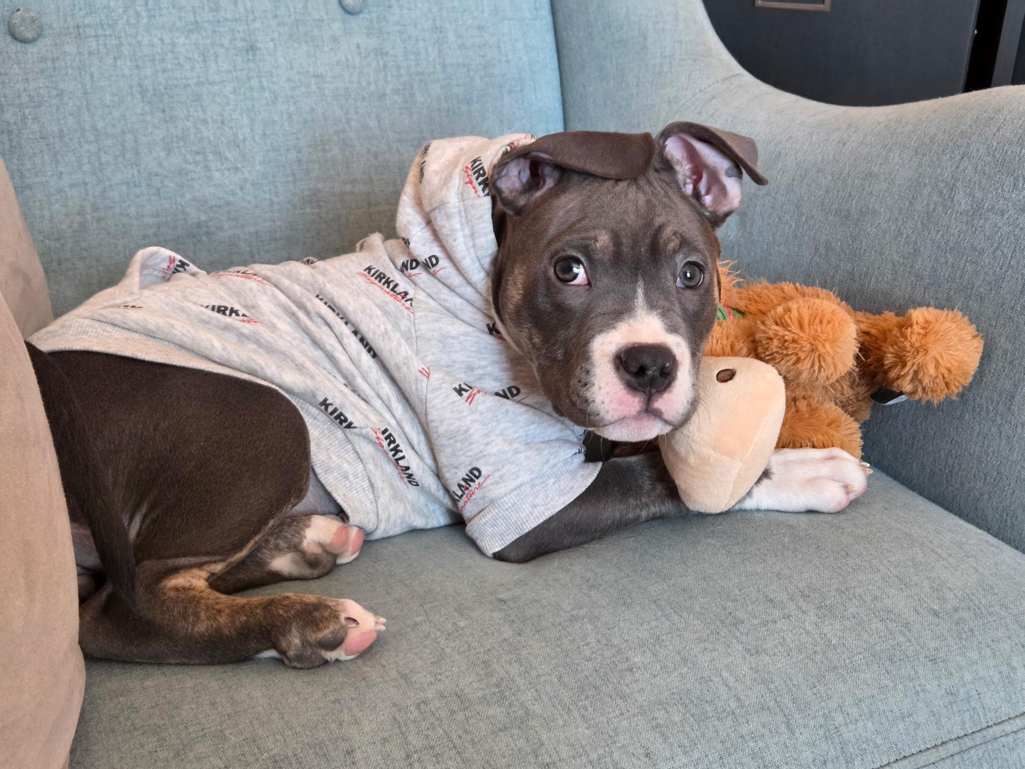 Enlarge KoKo, a ADOPTABLE mixed breed in Sugar Grove, IL image 2/2