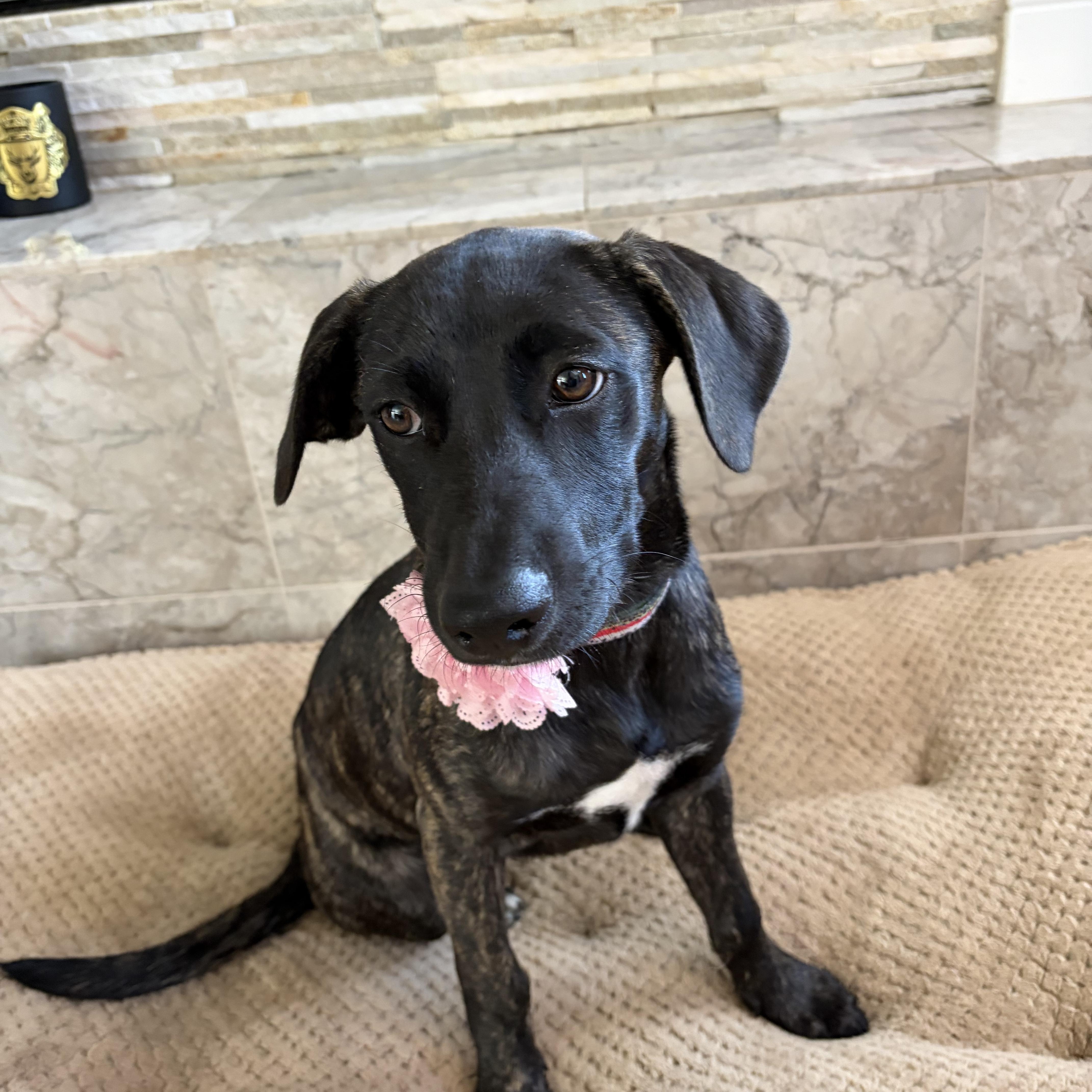 Nala, a ADOPTABLE mixed breed in Poway, CA image 3/5