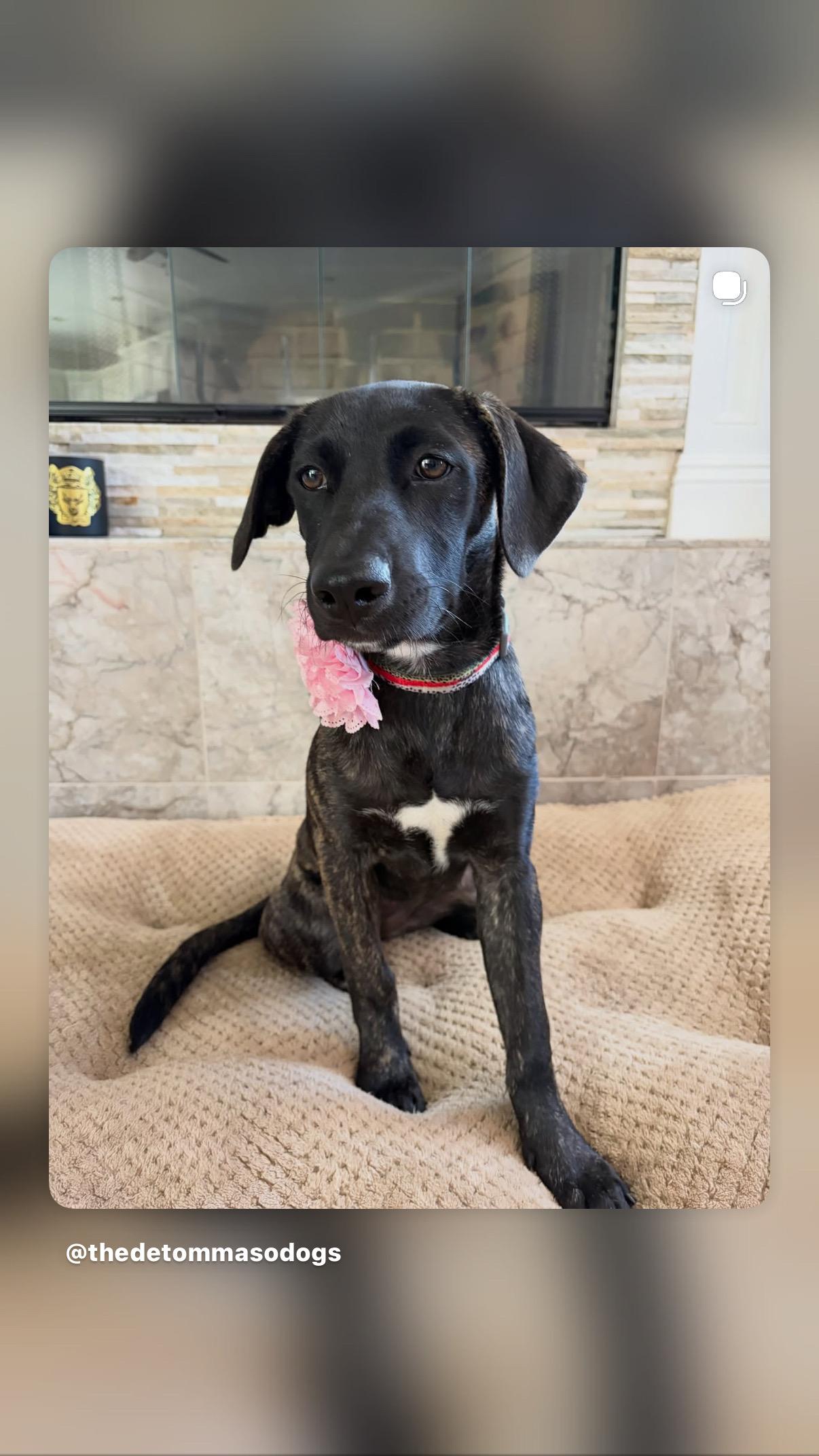 Nala, a ADOPTABLE mixed breed in Poway, CA image 4/5