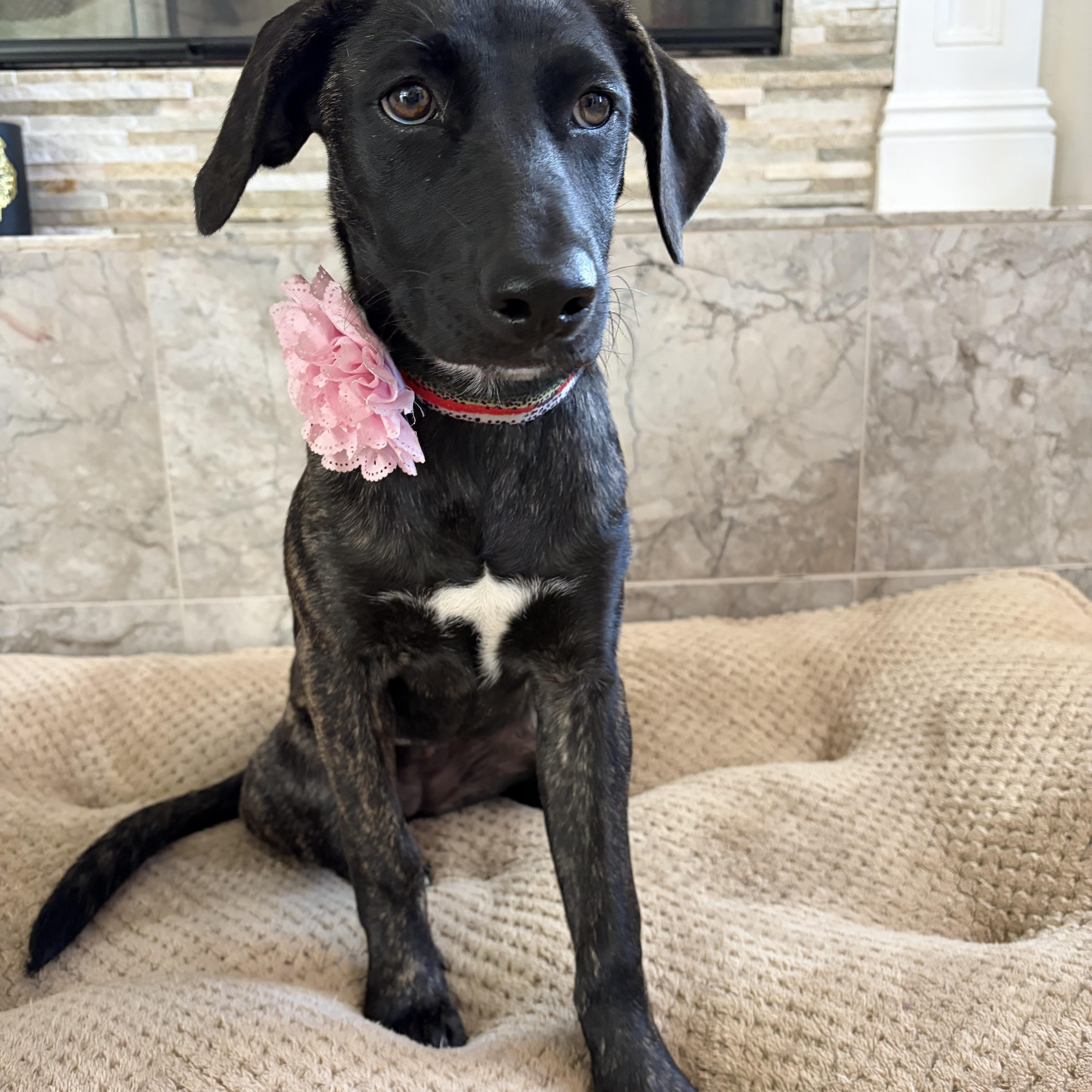 Nala, a ADOPTABLE mixed breed in Poway, CA image 2/5