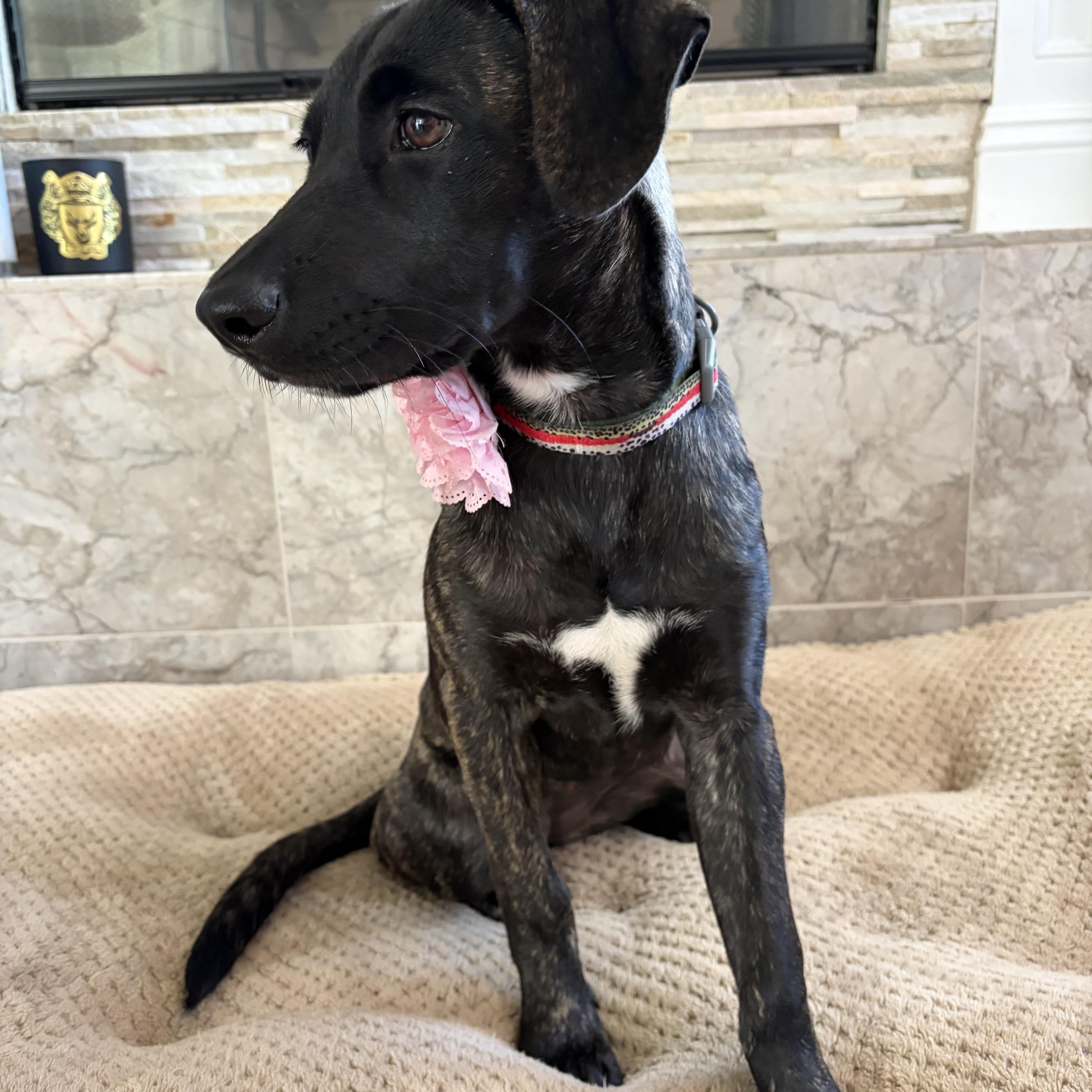 Nala, a ADOPTABLE mixed breed in Poway, CA image 5/5