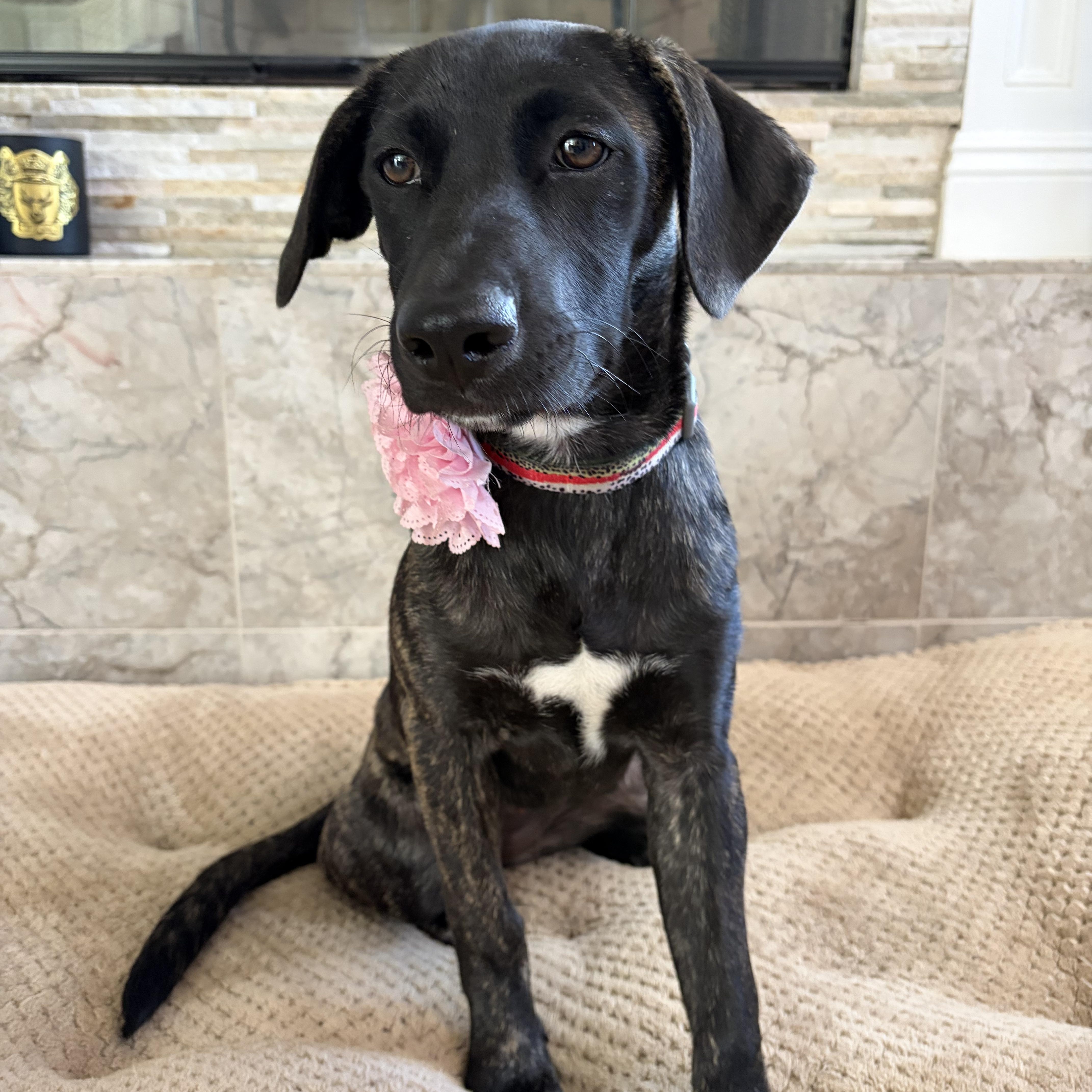 Nala, ADOPTABLE, Puppy Female Dutch Shepherd & Belgian Shepherd / Malinois.