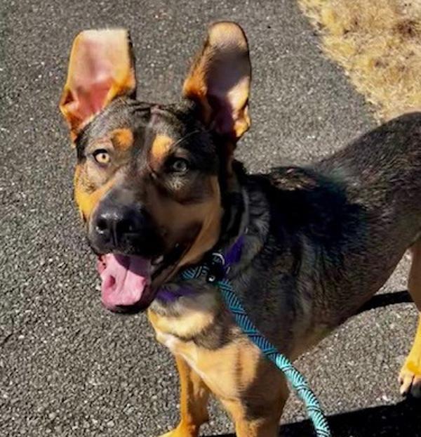 Galan (mcas), Adoptable, Young Male Shepherd.