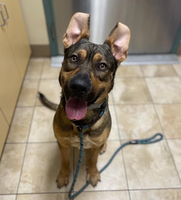 Enlarge Galan (mcas), a Adoptable mixed breed in Troutdale, OR image 2/4