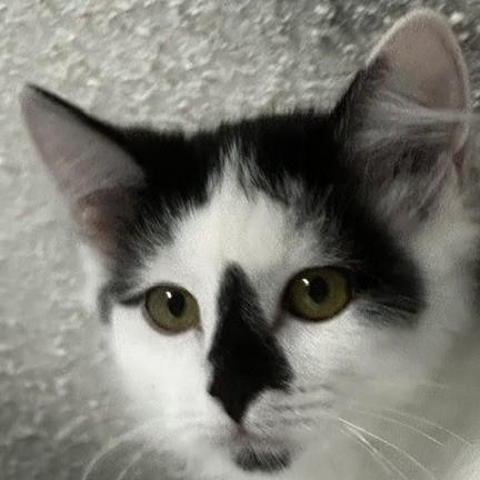 Enlarge Kismet - Gorgeous Little Gal, a Adopted Tuxedo in Hoquiam, WA image 4/5