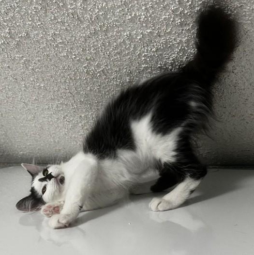 Enlarge Kismet - Gorgeous Little Gal, a Adopted Tuxedo in Hoquiam, WA image 2/5