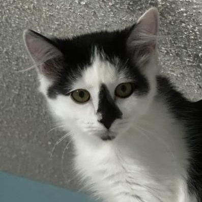 Kismet - Gorgeous Little Gal, Adopted, Kitten Female Tuxedo.