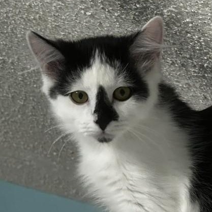 Enlarge Kismet - Gorgeous Little Gal, a Adopted Tuxedo in Hoquiam, WA image 3/5