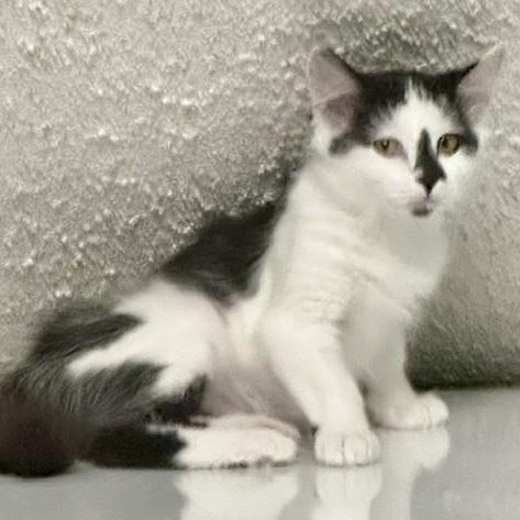 Enlarge Kismet - Gorgeous Little Gal, a Adopted Tuxedo in Hoquiam, WA image 5/5