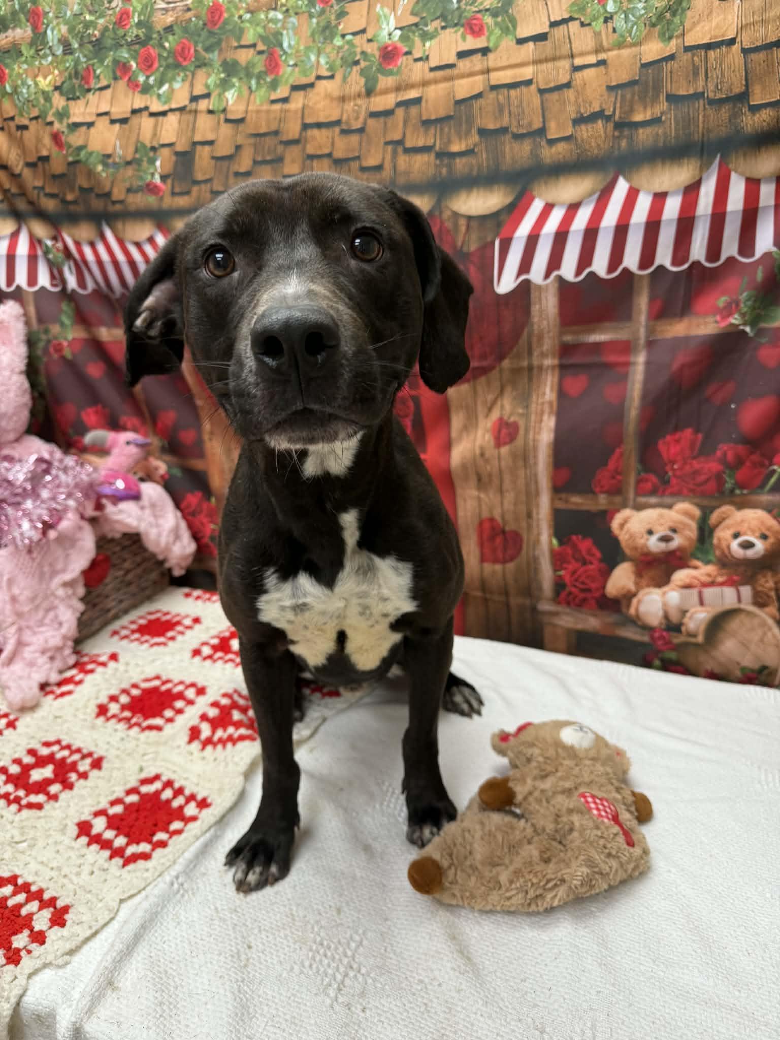 Enlarge Hershey, a ADOPTABLE Pit Bull Terrier in Statesboro, GA image 1/6