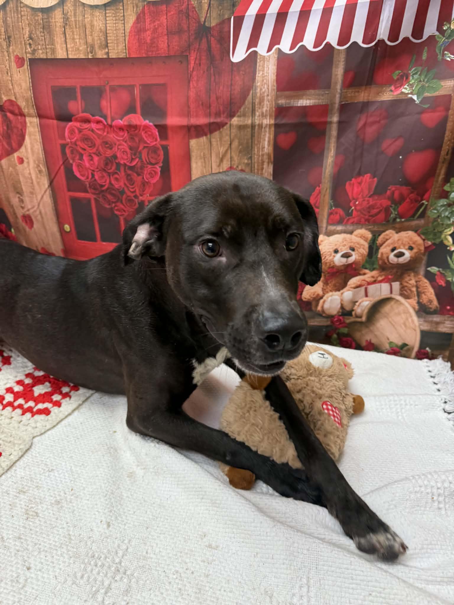 Enlarge Hershey, a ADOPTABLE Pit Bull Terrier in Statesboro, GA image 3/6