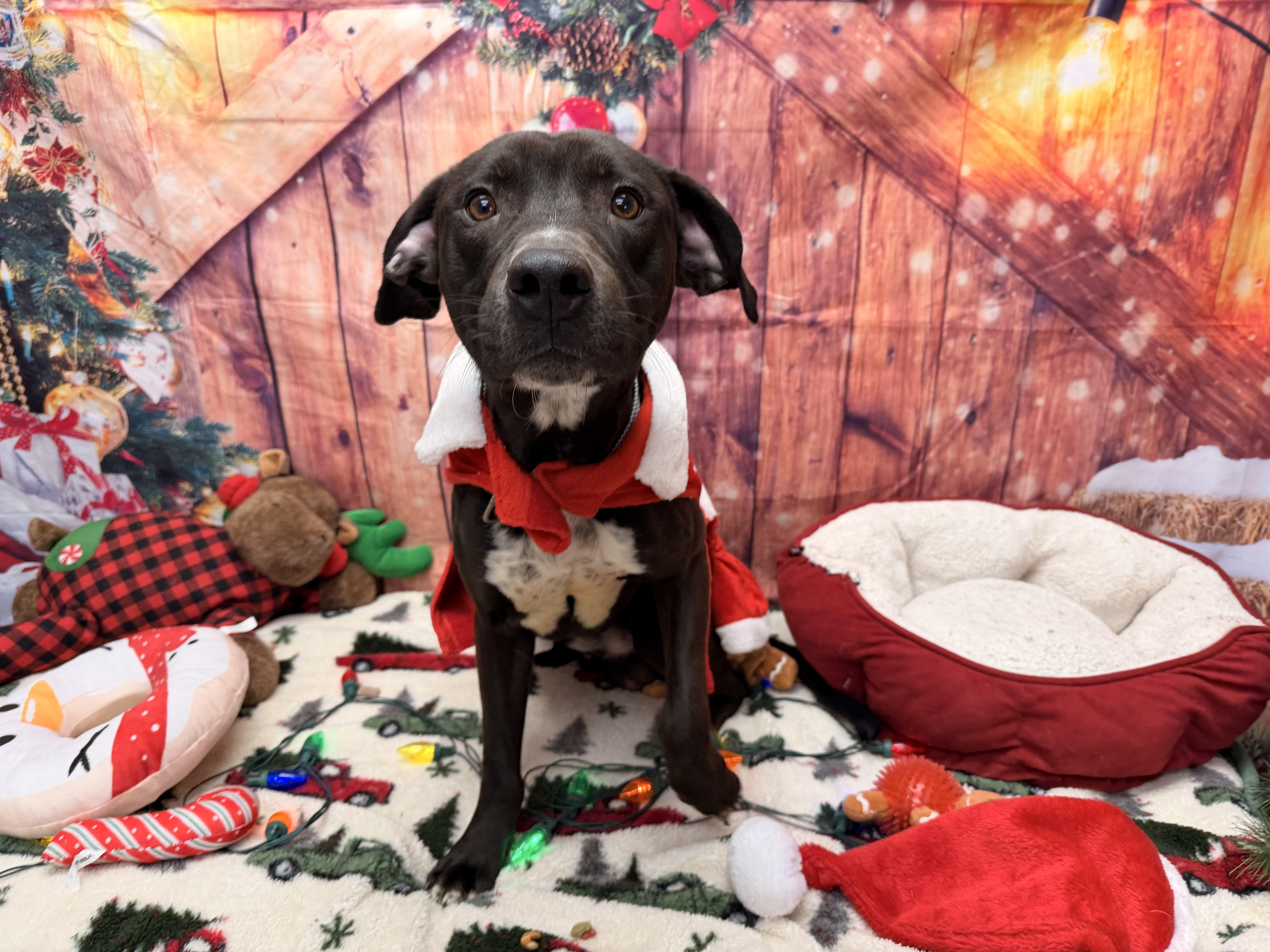 Enlarge Hershey, a ADOPTABLE Pit Bull Terrier in Statesboro, GA image 2/6