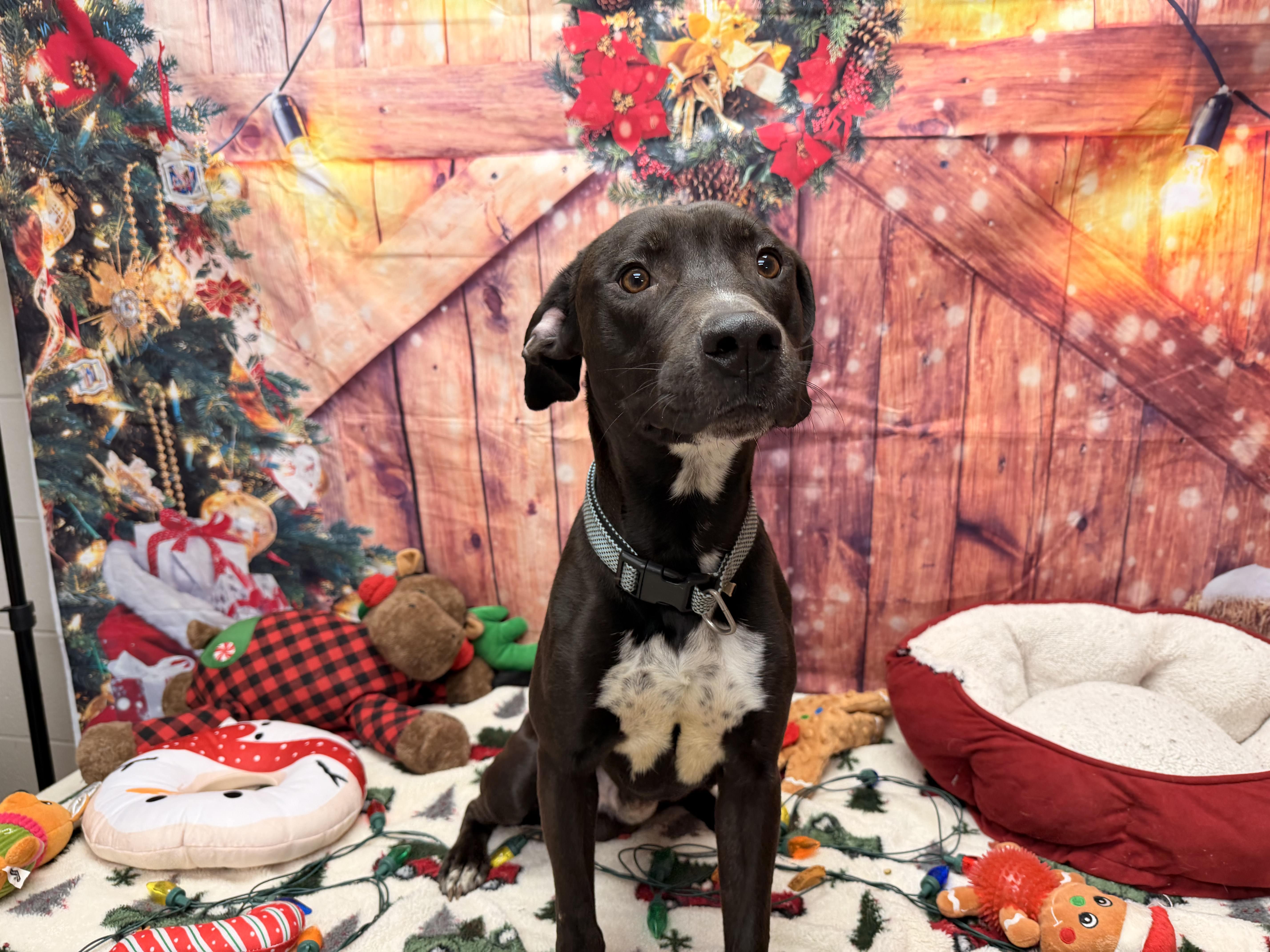 Enlarge Hershey, a ADOPTABLE Pit Bull Terrier in Statesboro, GA image 4/6